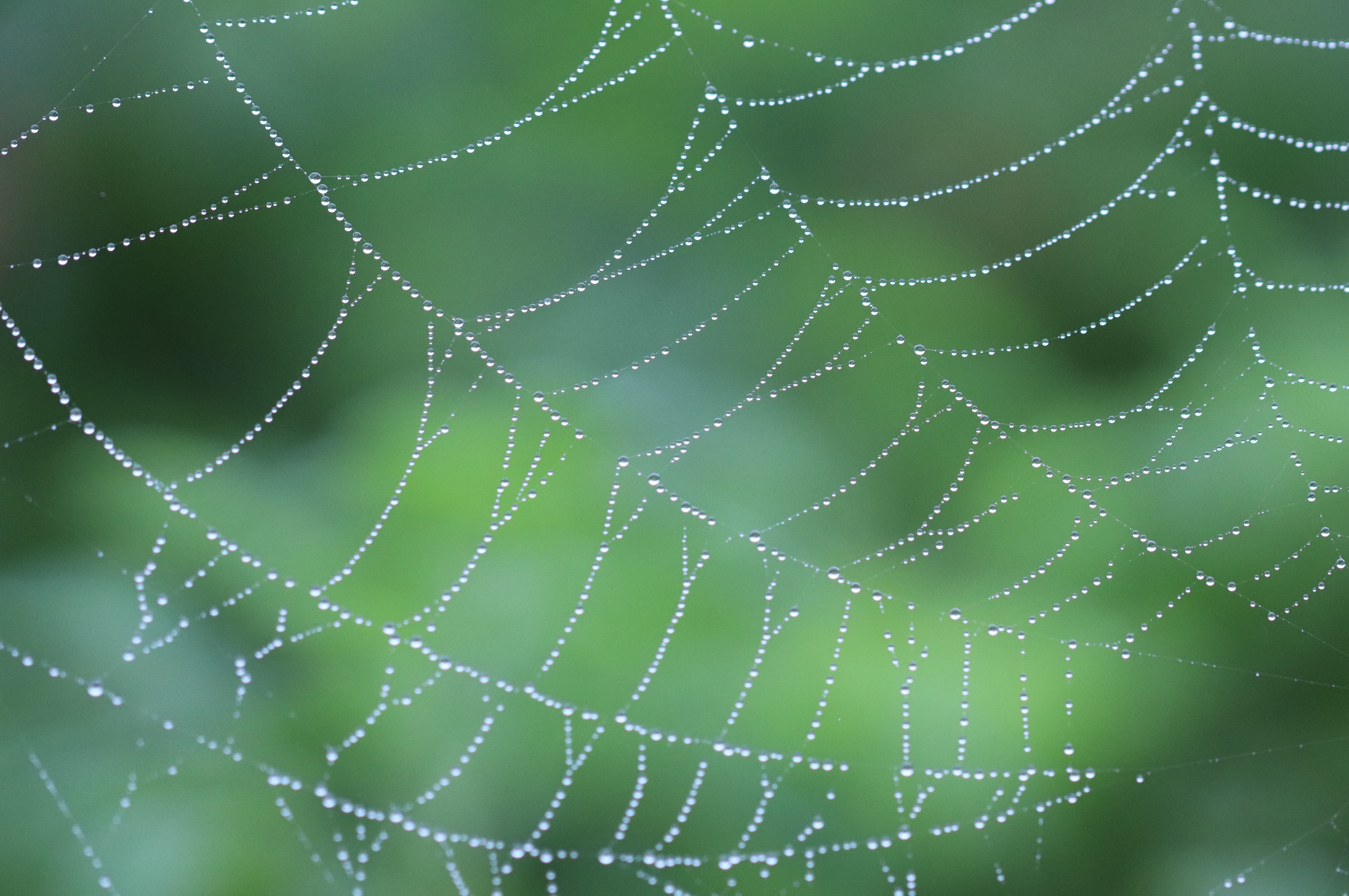 A close up photo of water droplets on a spider web