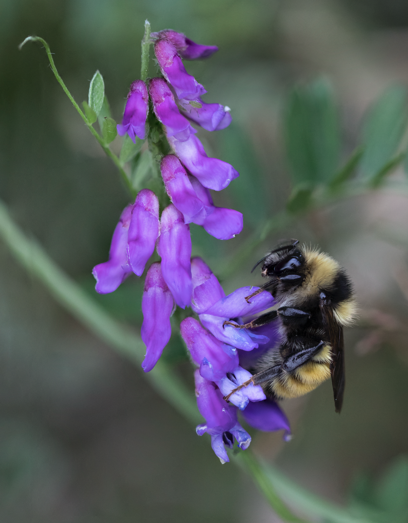 An extremely close up photo of a bee on a purple flower