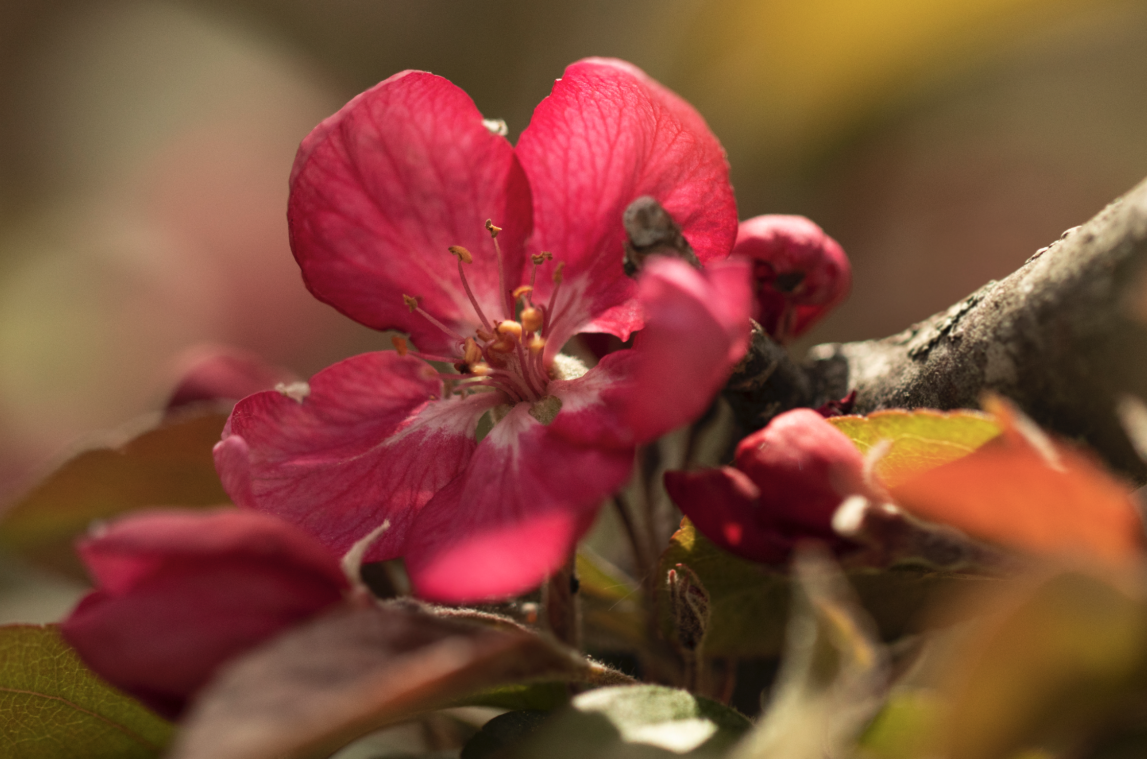 An extremely close up photo of a pink flower