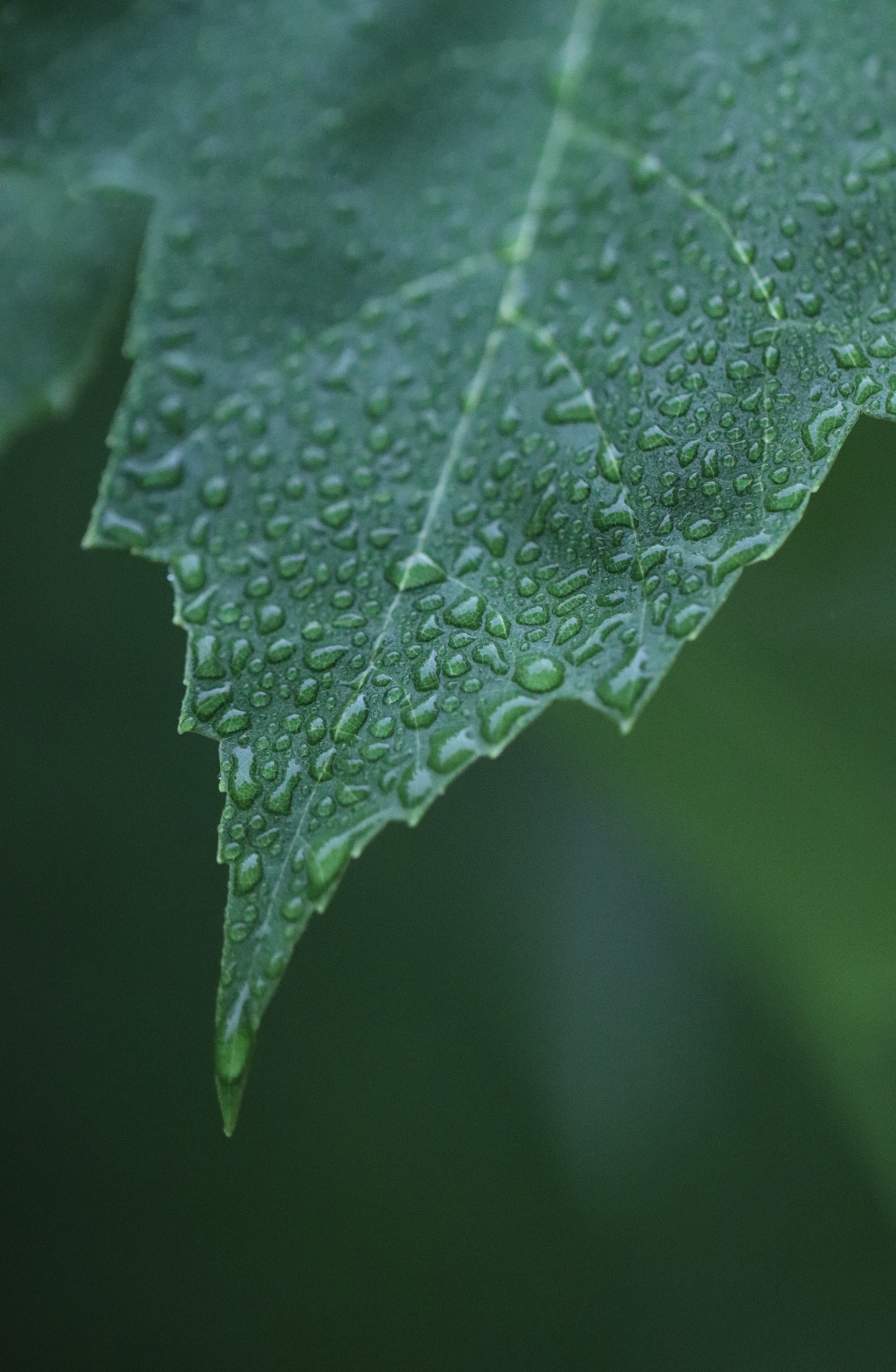 An extremely close up photo of water droplets on a leaf