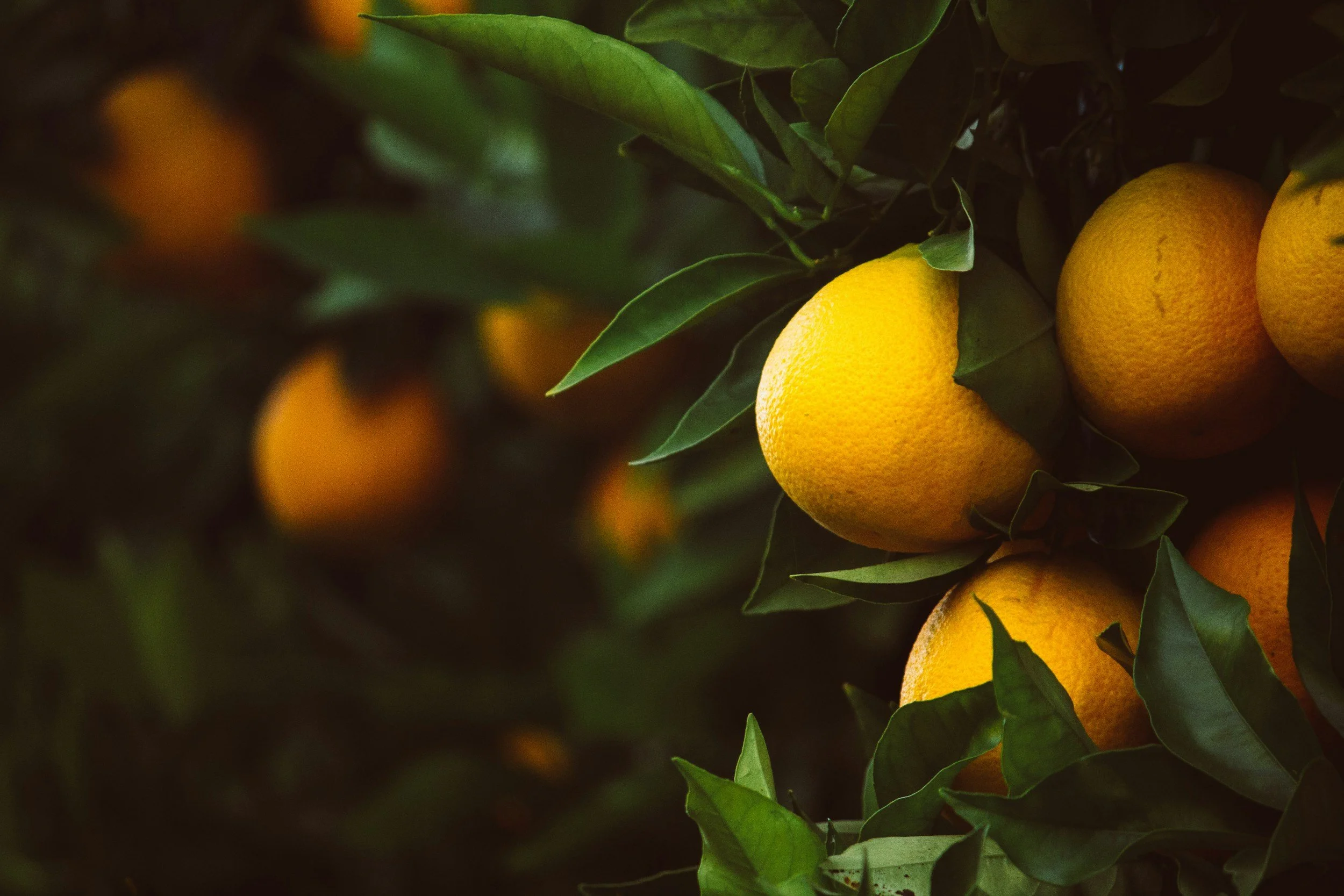 Close-up of ripe oranges hanging on a tree with green leaves.