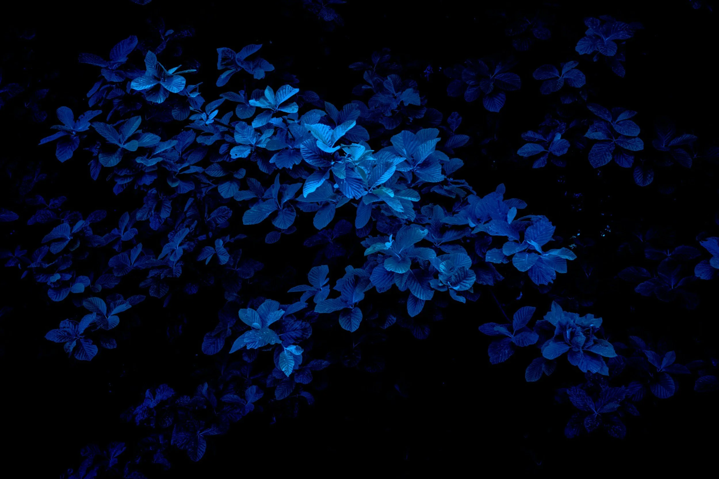 Blue illuminated leaves against a dark background