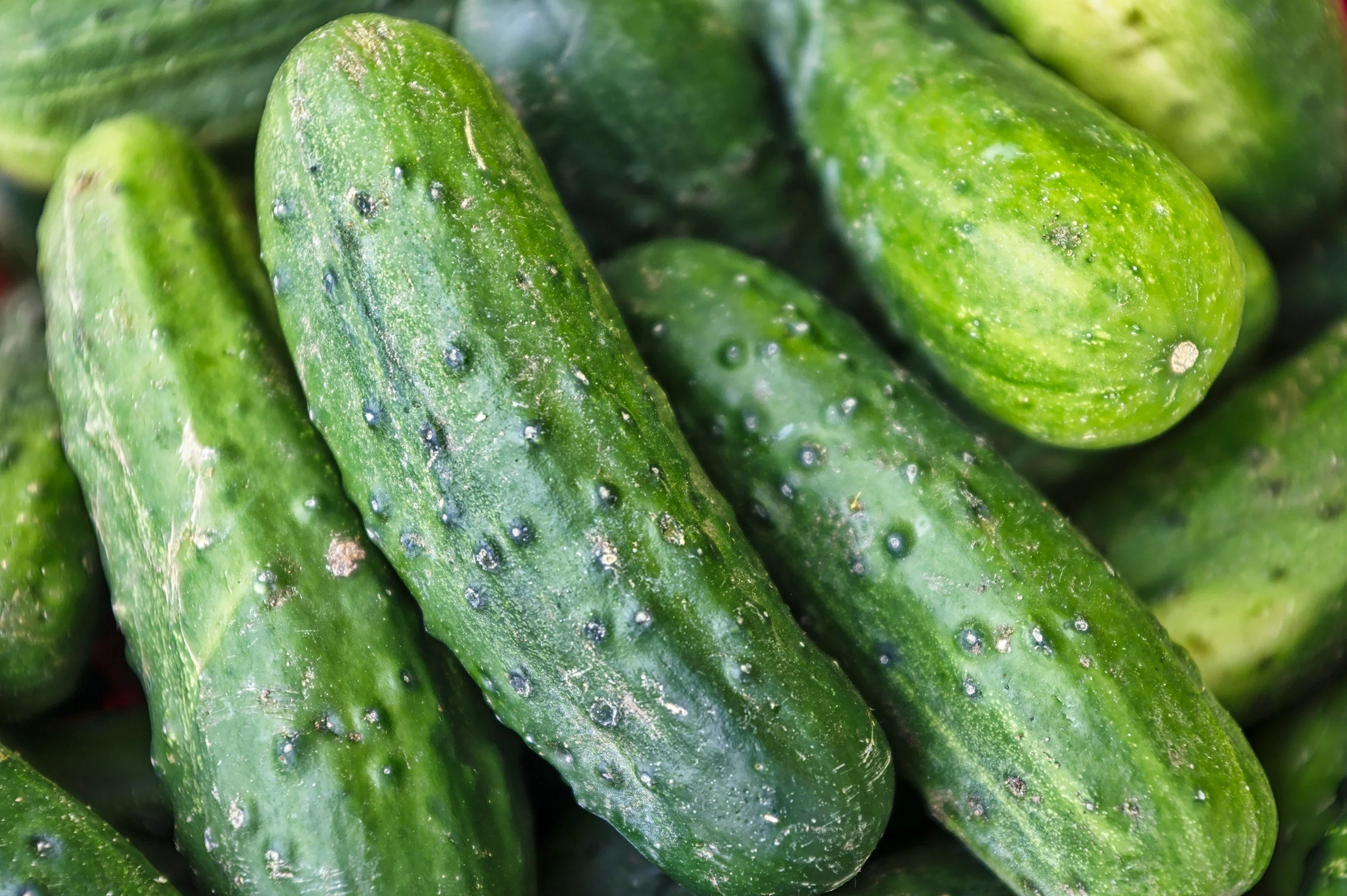 Close-up of fresh cucumbers with green skin and bumpy texture