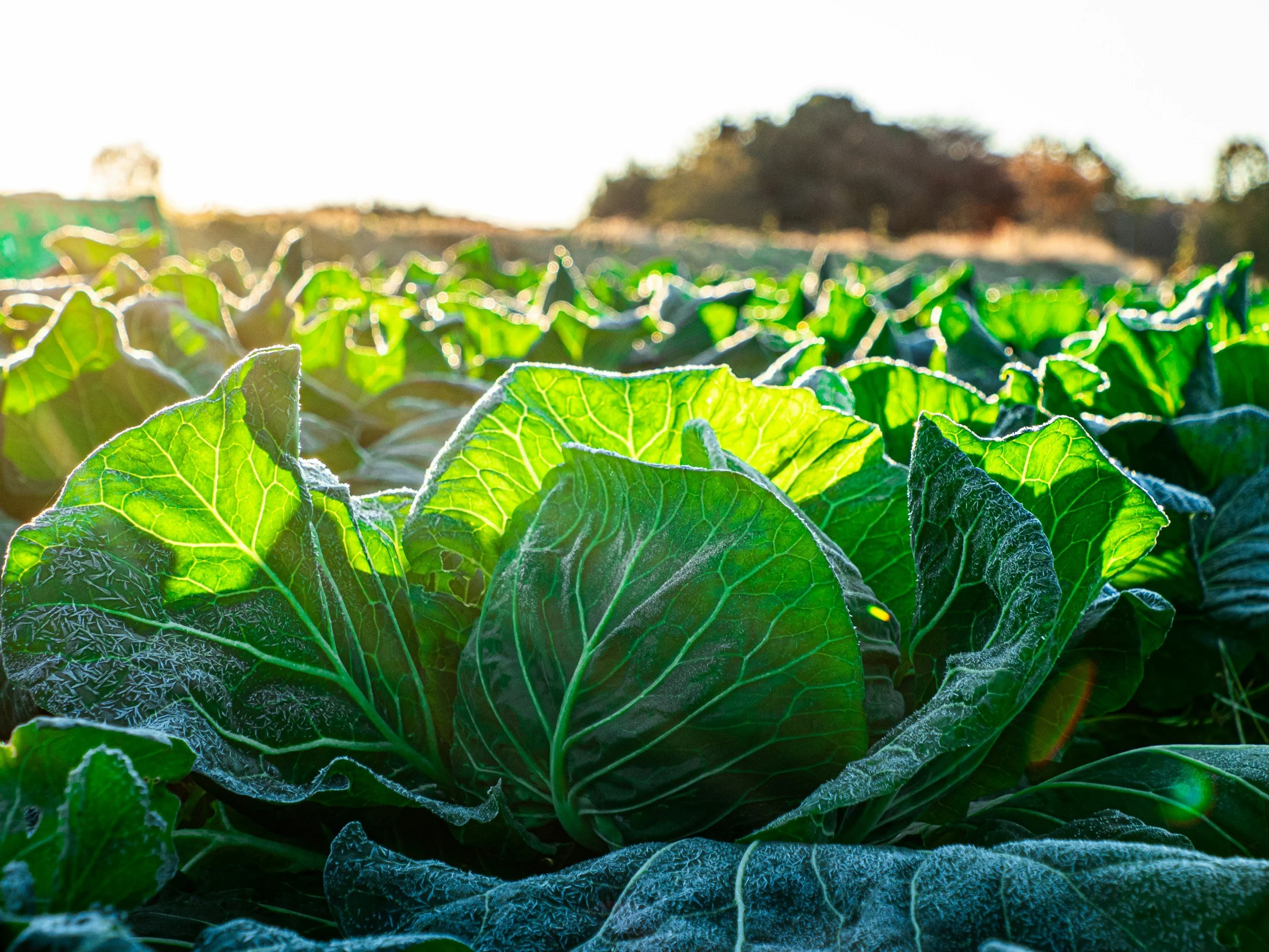 Close-up of green cabbage plants growing in a farm field with sunlight shining behind.