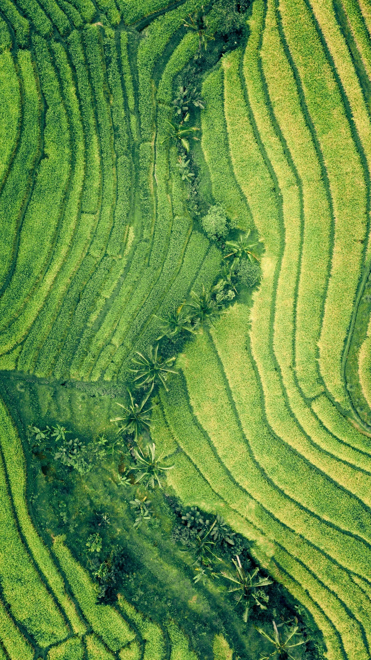 Aerial view of lush, green terraced rice fields with a winding line of palm trees running through the center.