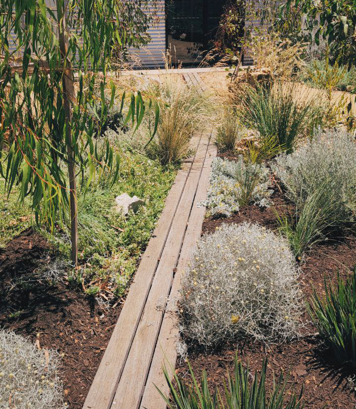 Australian native garden plants