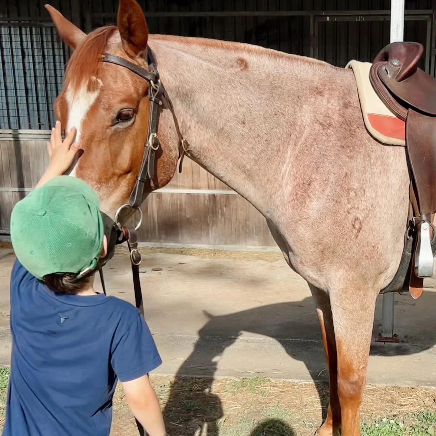 Bittersweet saying goodbye to our friend Blue this morning 🥲 Blue is off on quite the adventure, heading to his new family on beautiful King Island 🩵🚢