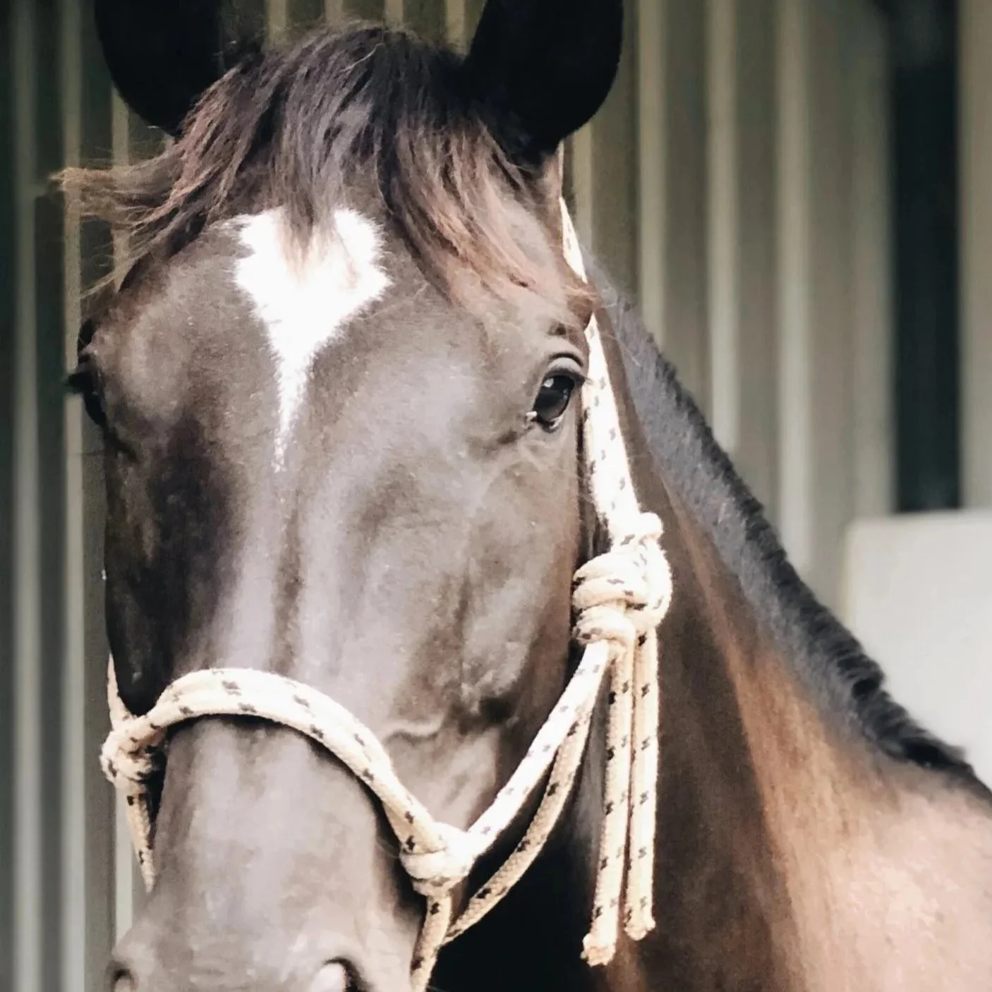 Close-up of a brown horse with a white star-shaped marking on its forehead, wearing a halter, inside a stable.