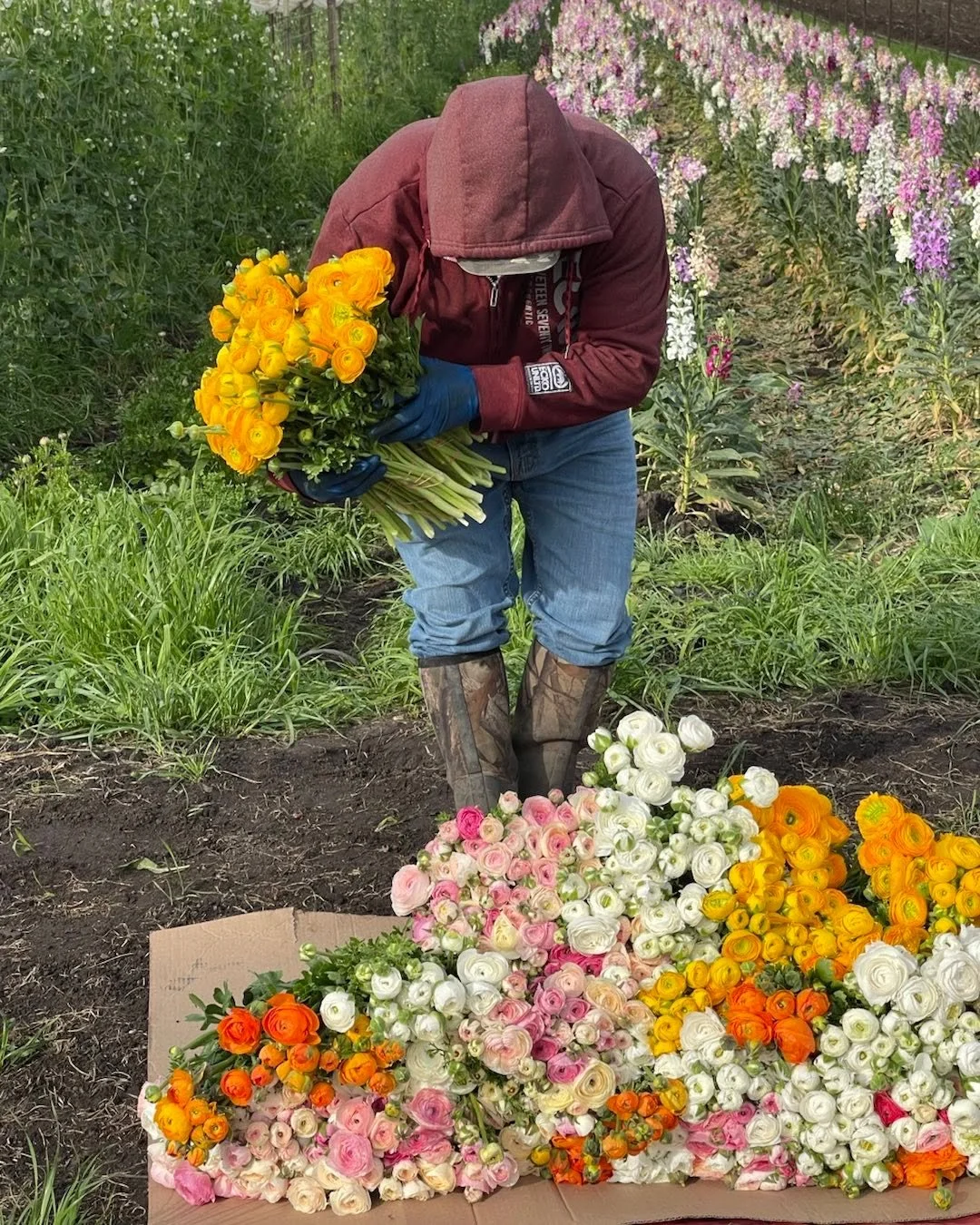 Stop by Our both at Fort Mason Farmers market tomorrow Sunday 9:00 to 1:00 pm Support Our farm by making someone&rsquo;s day happier!!
#organicflowers #sanfranciscoflowers #realfreshflowers #localflowers #smallfamilyfarms