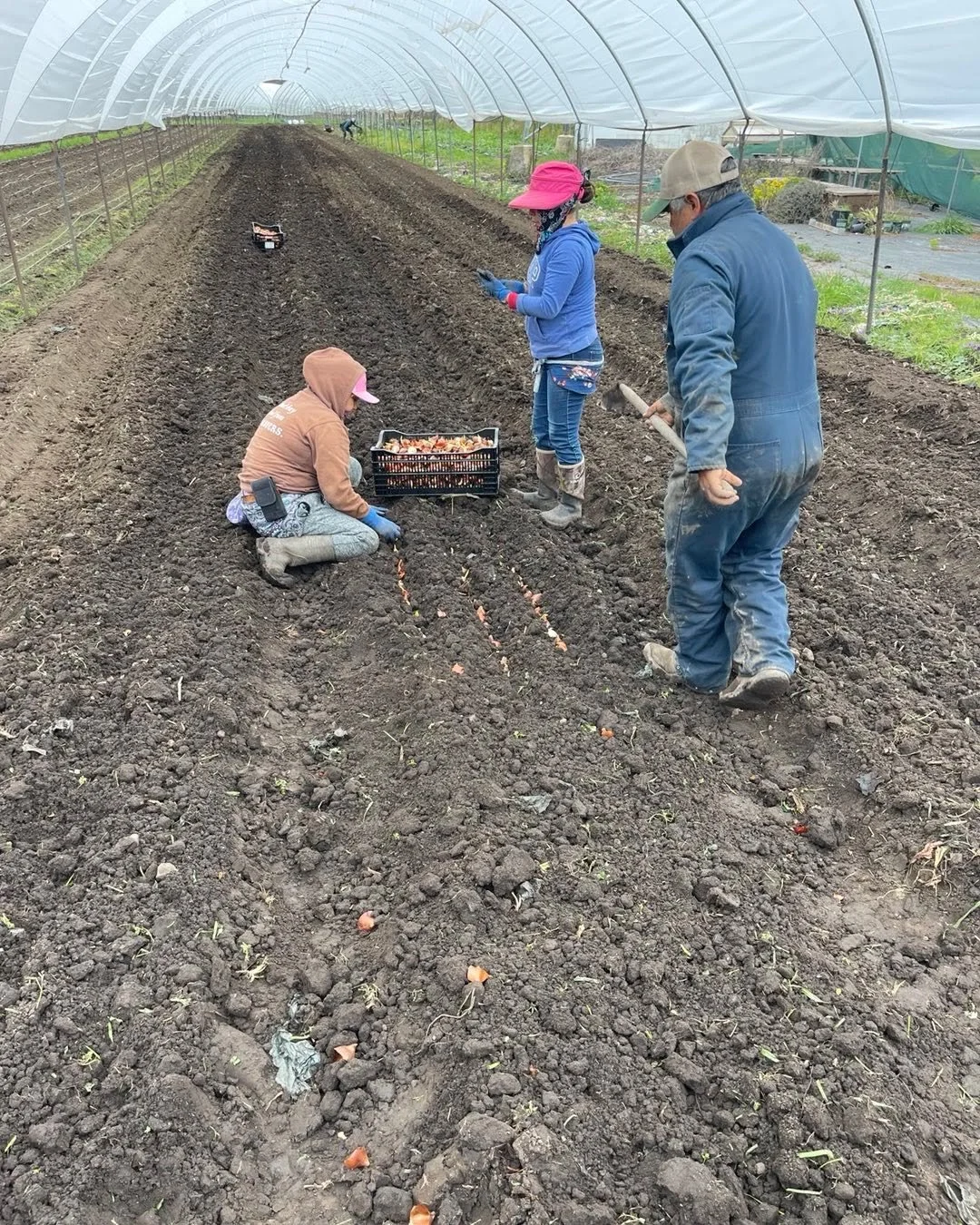 Our crew planting Easter Sunday tulips these babies grow really fast!!