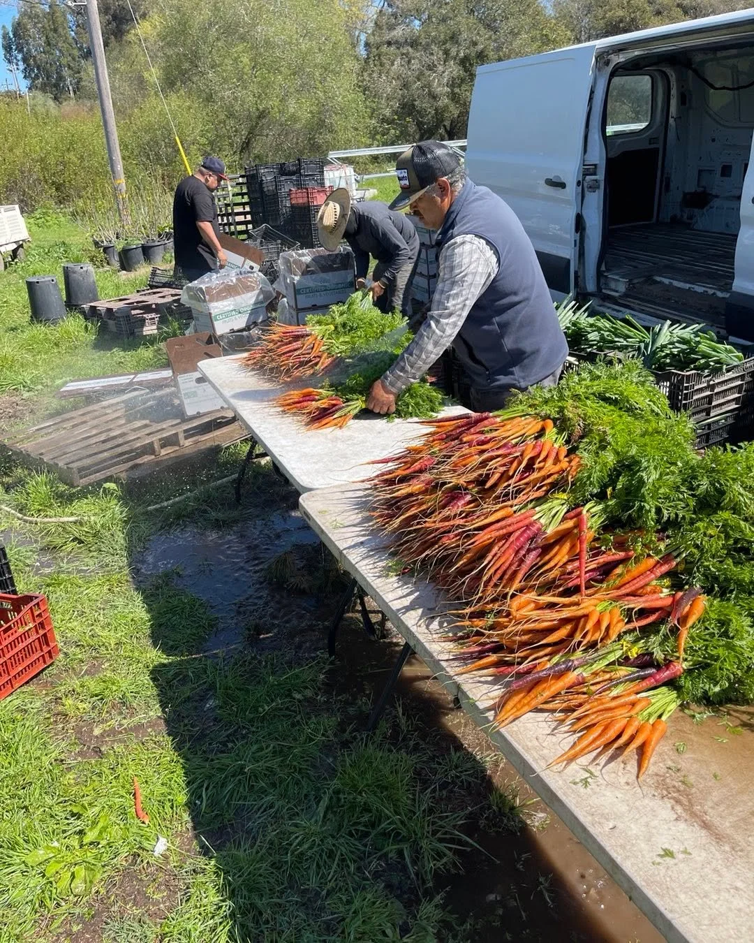 Heating ready for Easter Sunday, coming up soon!! #organicrainbowcarrots #organicfood #smallfamilyfarms