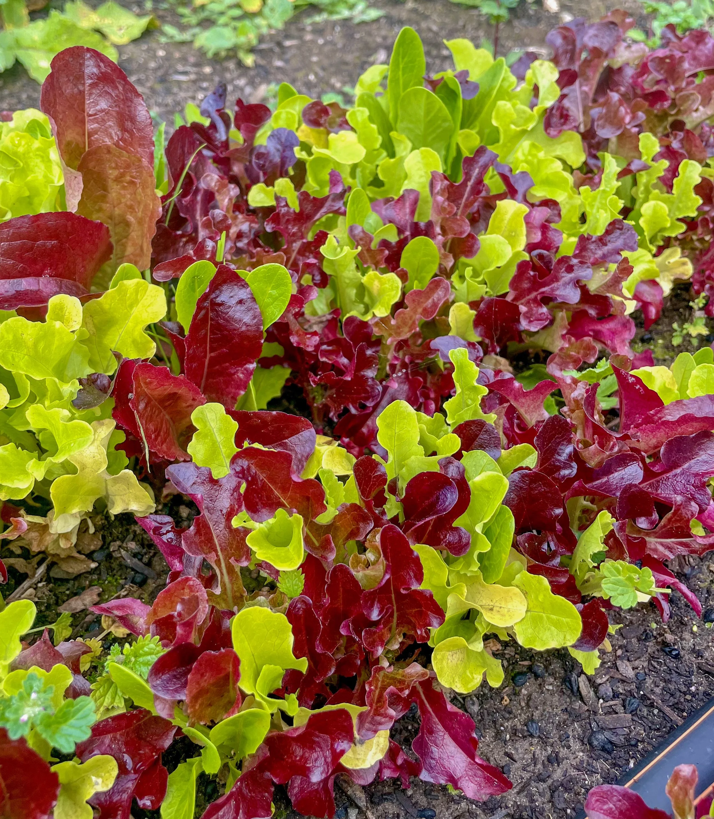 Close-up of mixed red and green lettuce growing in a garden bed.