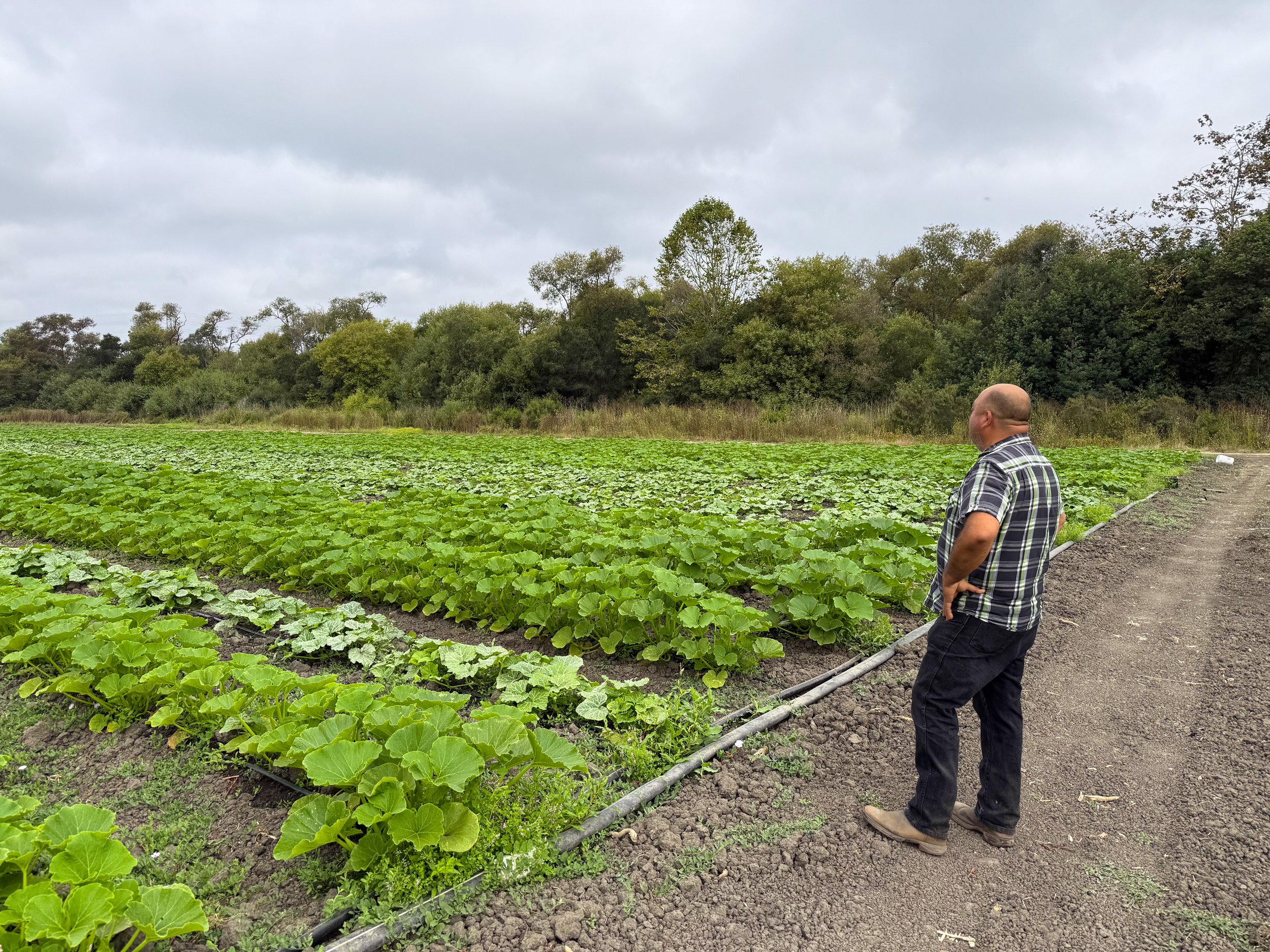 A man standing on a dirt path, looking at a large field of green leafy crops under a cloudy sky with trees in the background.
