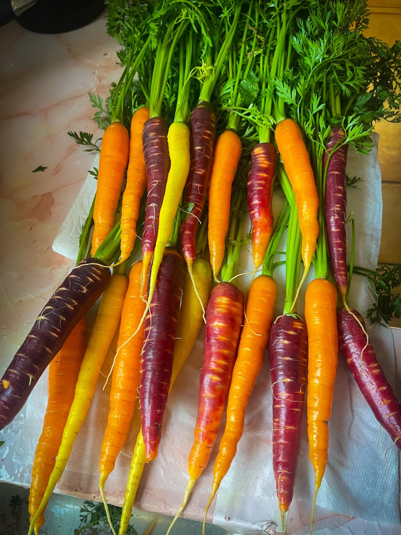 Colorful assortment of multicolored carrots with green tops, placed on a white paper towel on a surface.