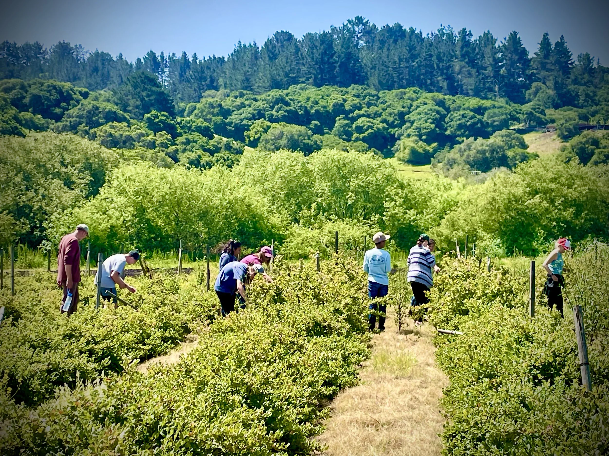 Group of people working in a vineyard on a sunny day, surrounded by green trees and rolling hills in the background.