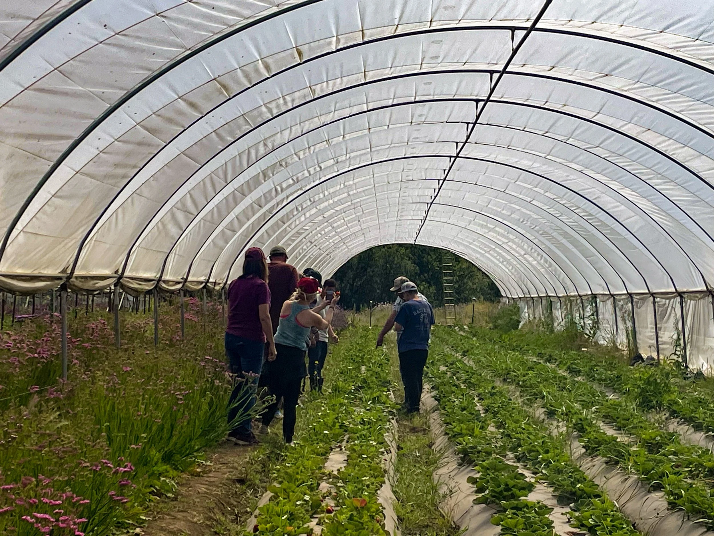 A group of people touring a greenhouse filled with rows of strawberry plants and pink flowers.