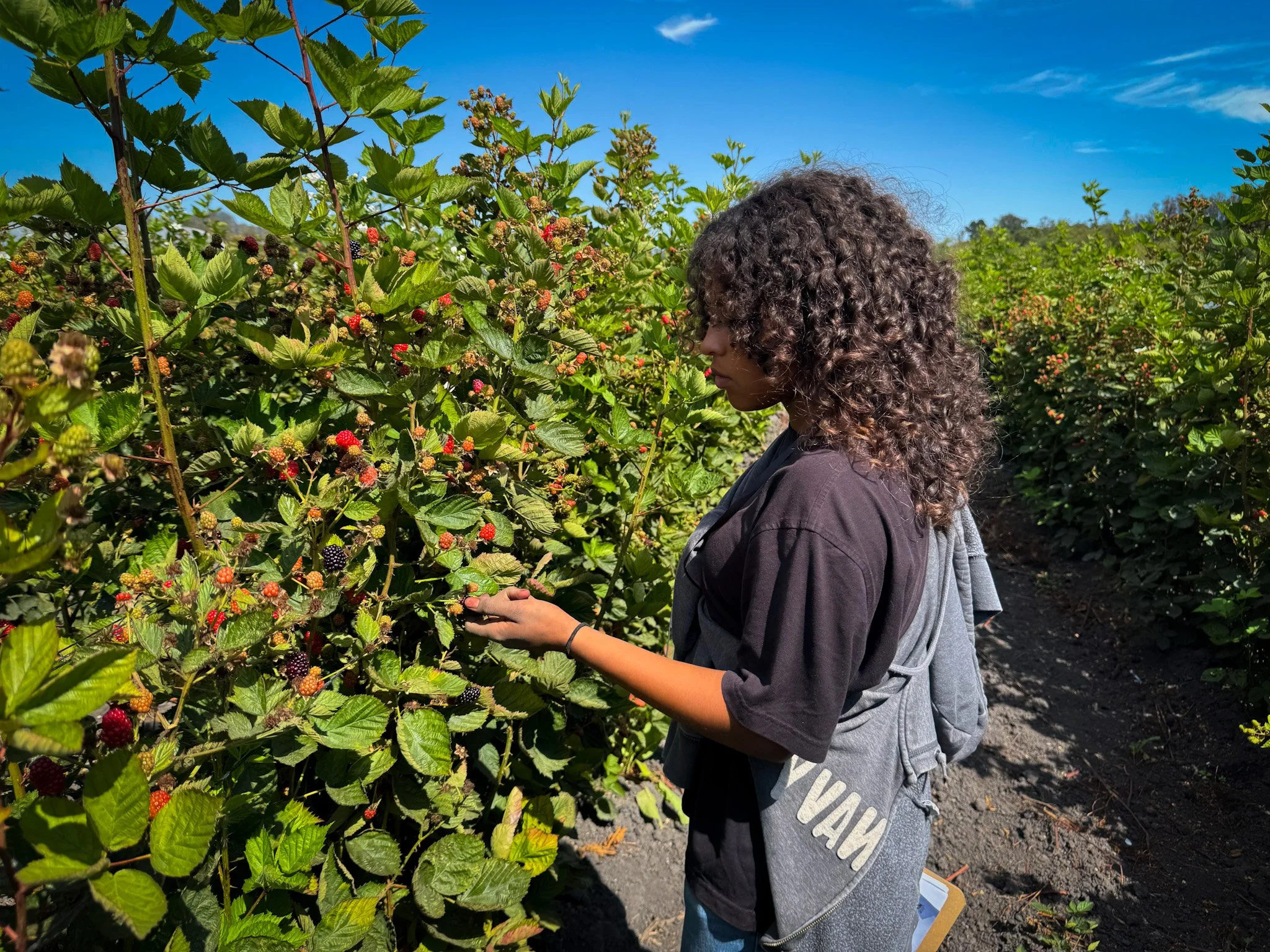 A young woman with curly hair picking blackberries in a sunny berry patch with green foliage and a clear blue sky.