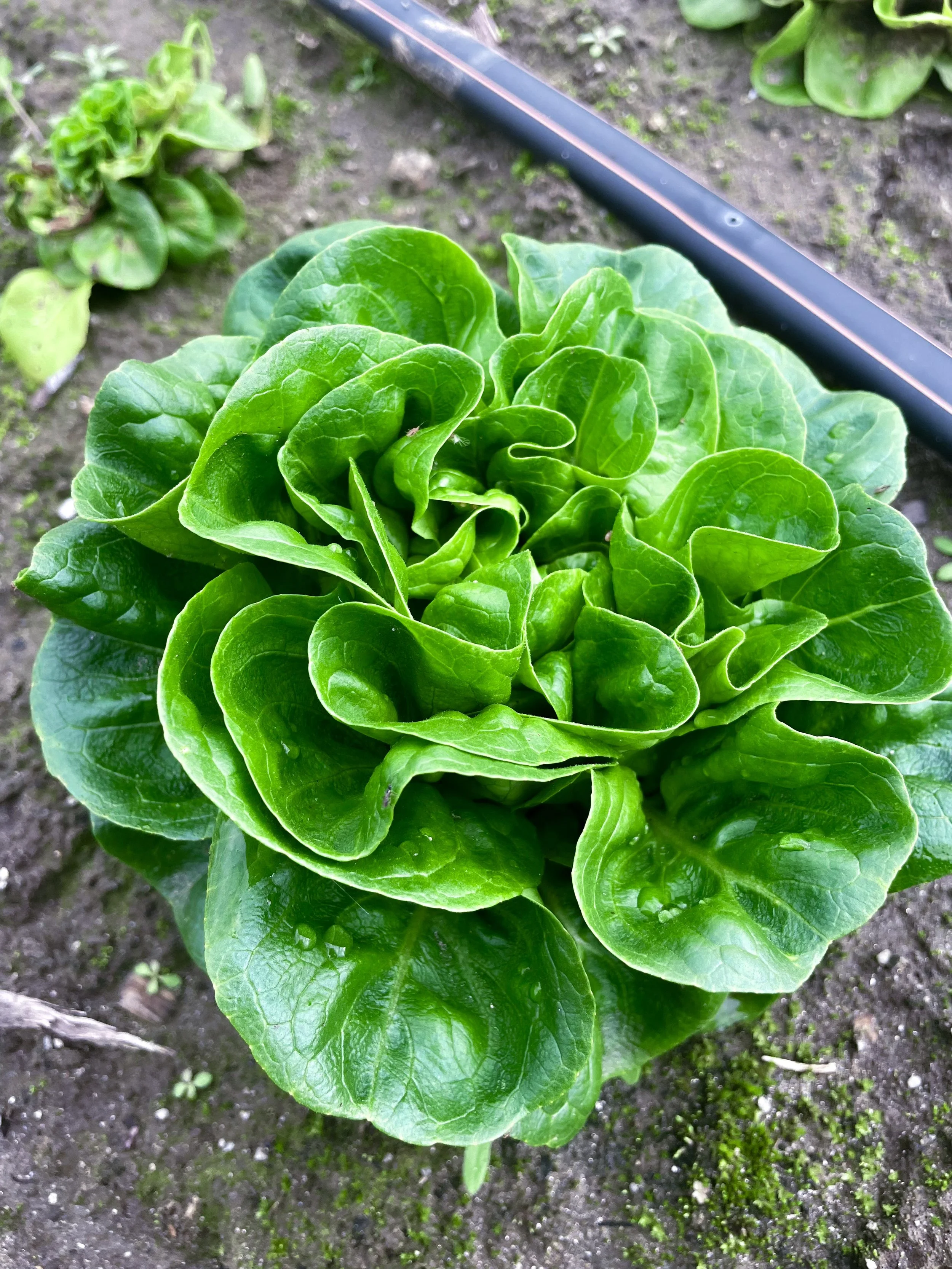 Close-up of a fresh green lettuce plant growing in a garden.