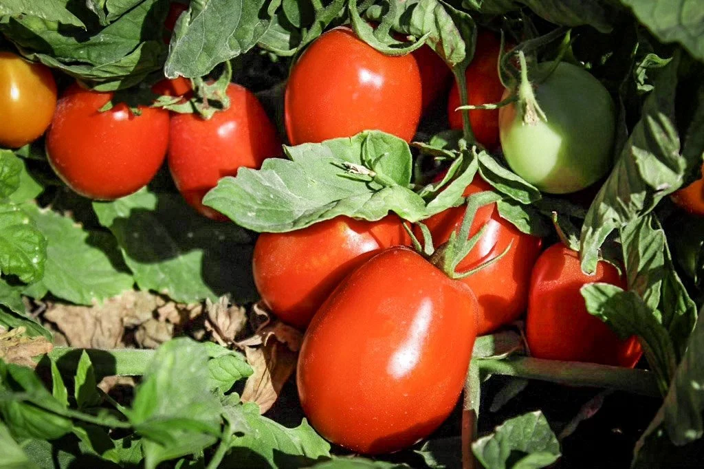 Ripening tomatoes on a vine with green leaves.