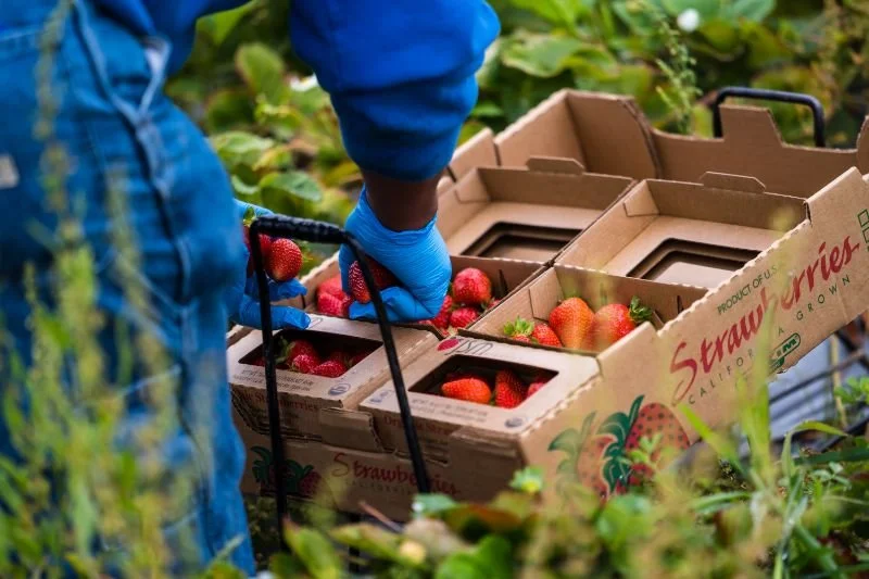 Person wearing blue gloves and jacket harvesting strawberries into cardboard containers in a field.