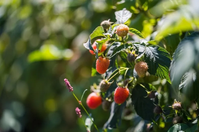 Ripe and unripe strawberries growing on a plant with green leaves in sunlight.