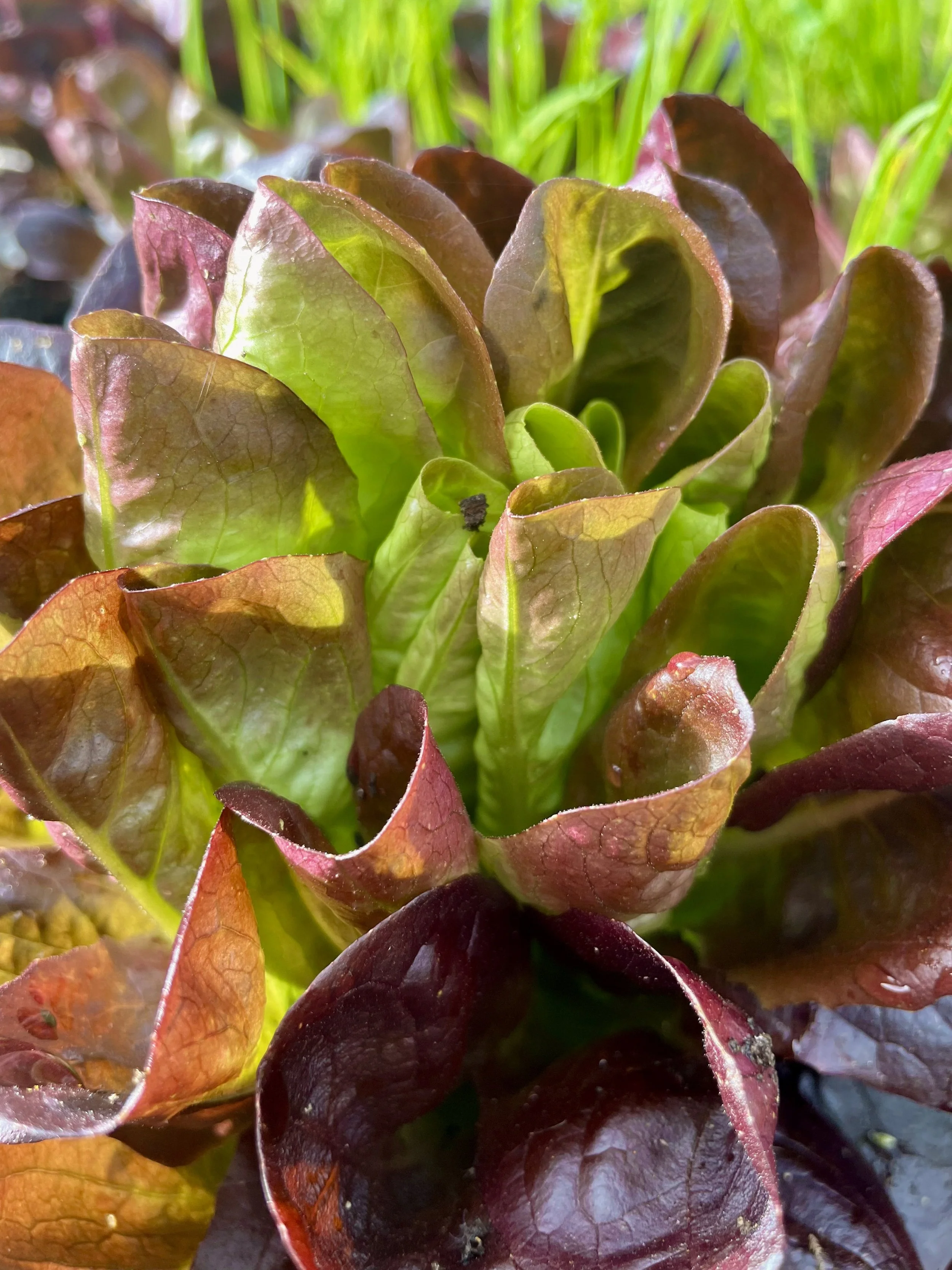 Close-up of a leafy green plant with reddish-brown and green leaves, possibly lettuce, in a garden with blurred grass in the background.