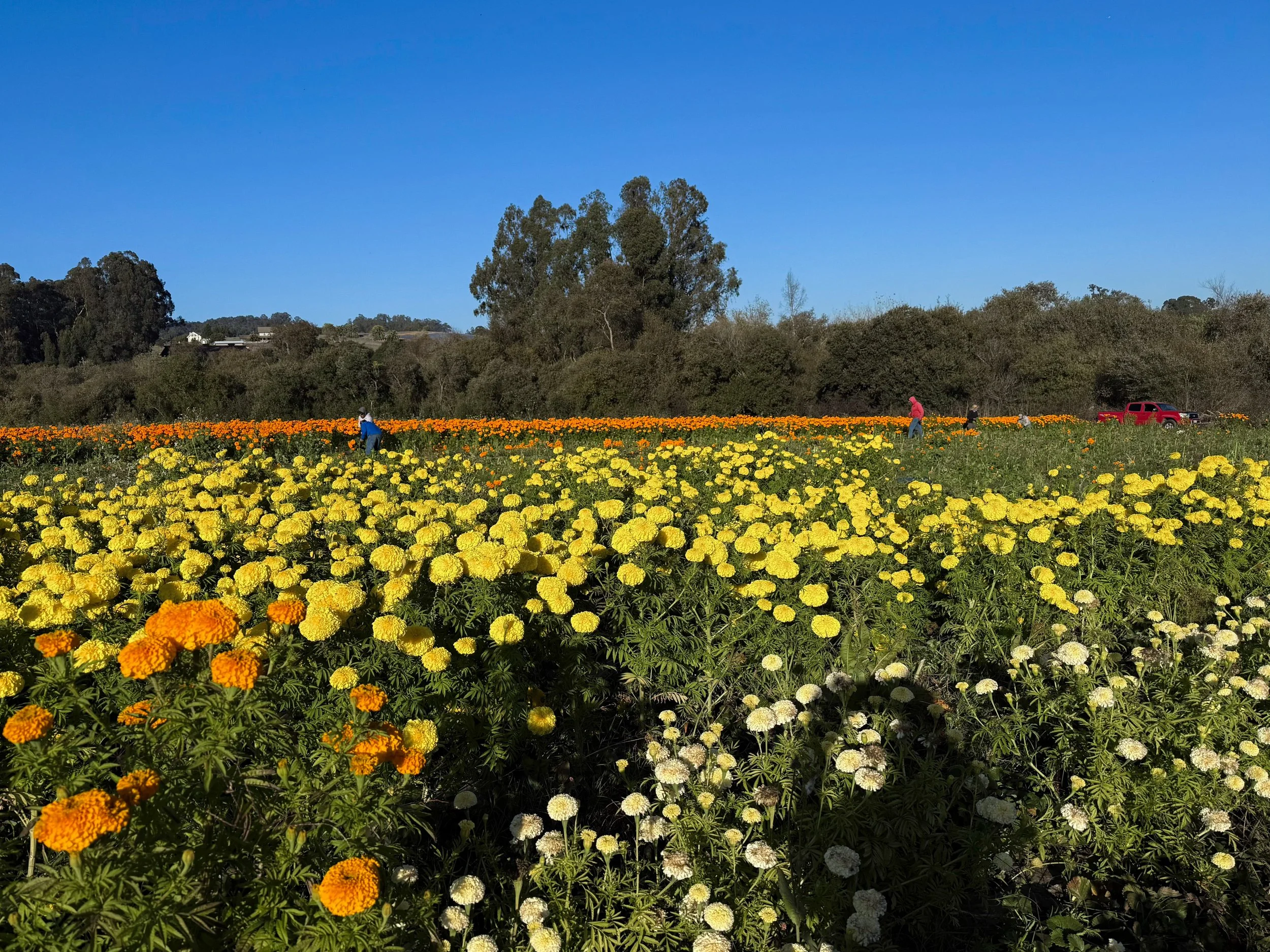 Field of blooming marigold flowers with people walking and a red vehicle in the distance under a clear blue sky.