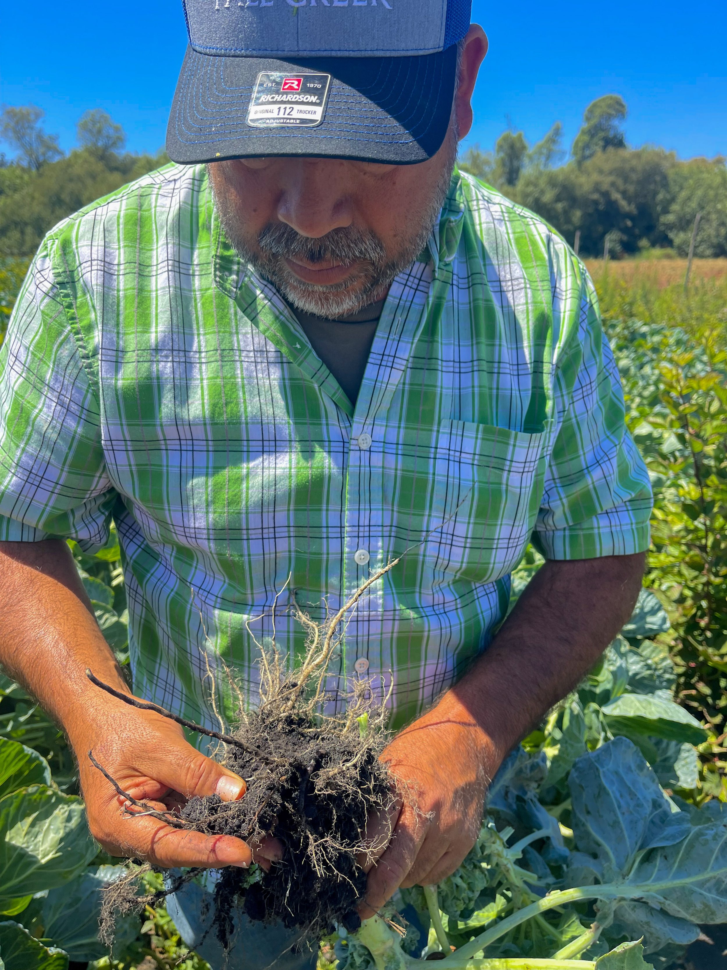 Man in a green plaid shirt and baseball cap holding freshly dug plant with roots in a lush garden field.