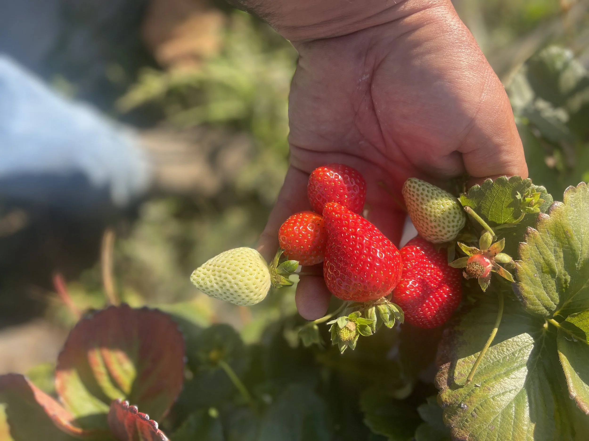 Berries & Hands.jpg