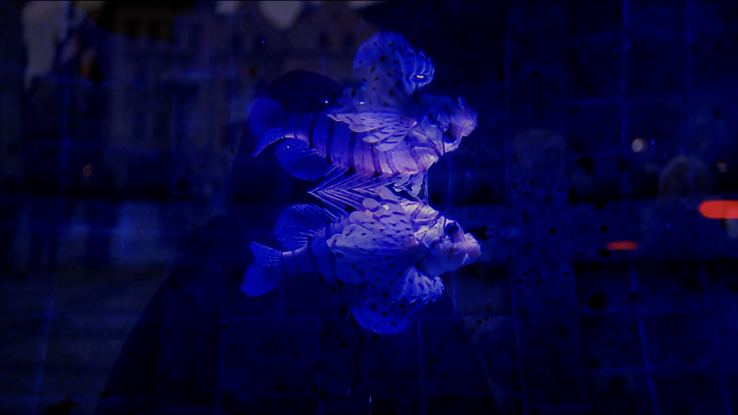 Screenshot 2026-01-28 at 12.54.13 AM.png