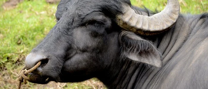 Primer plano de un búfalo con cuernos grandes, con una cuerda en la nariz, en un entorno natural