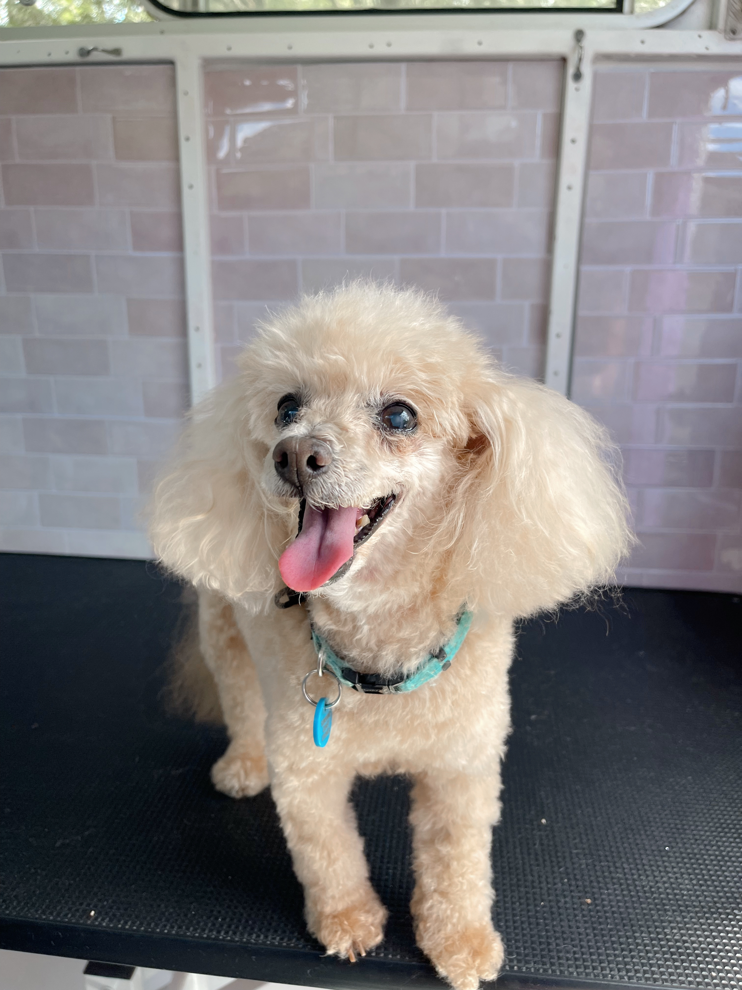 Charlie the Toy Poodle