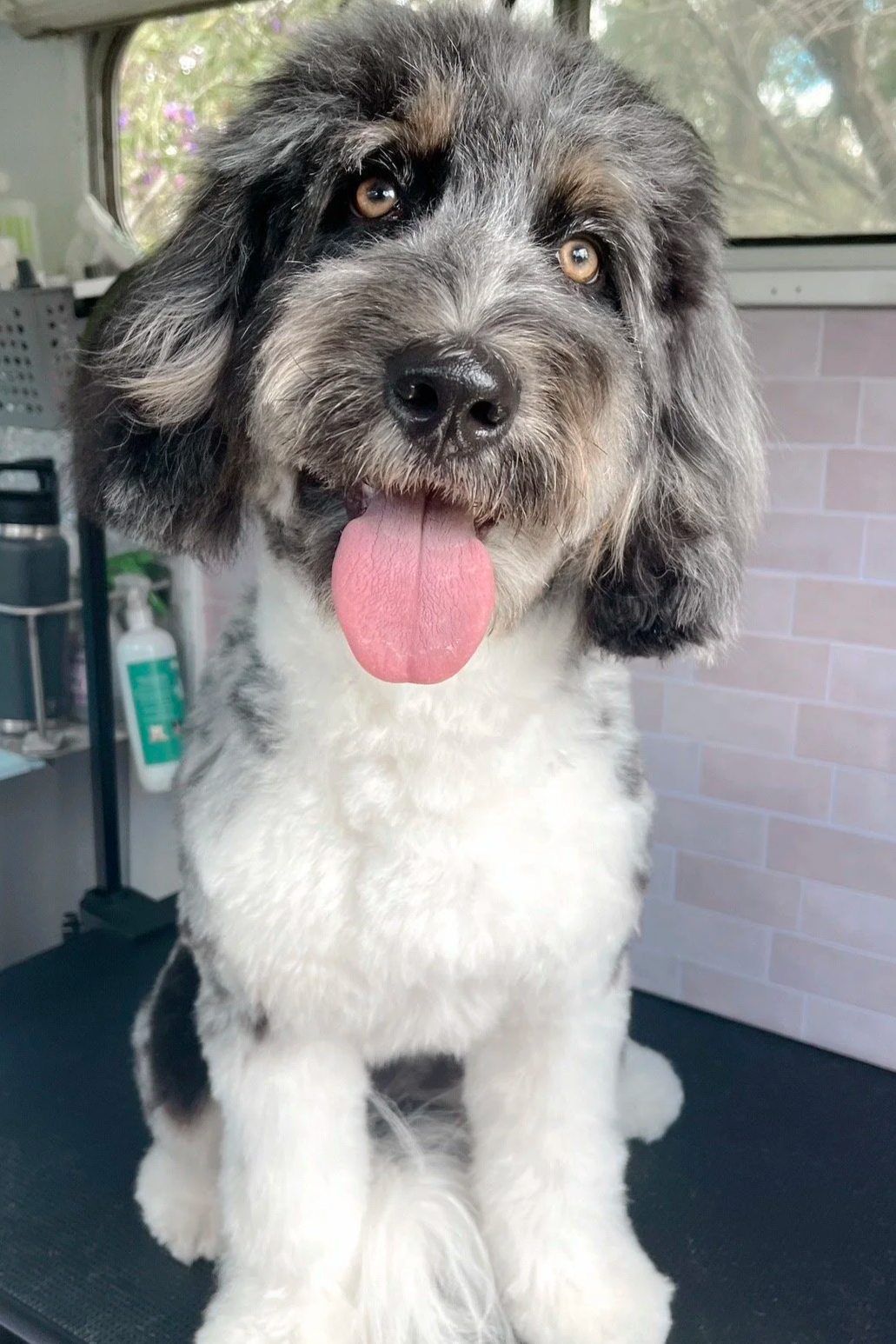 Juneau the Aussiedoodle