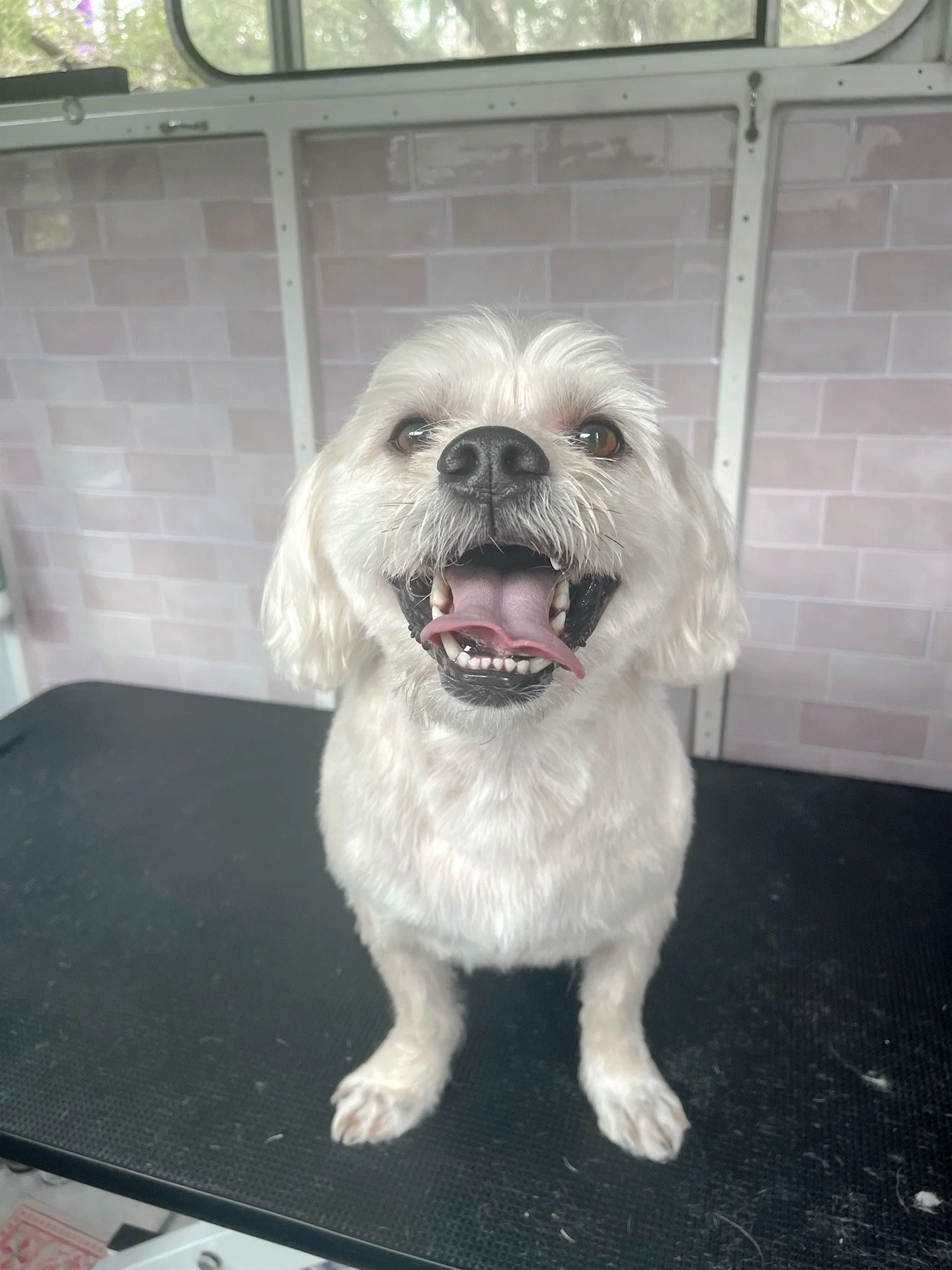 Benji the Shih Tzu x