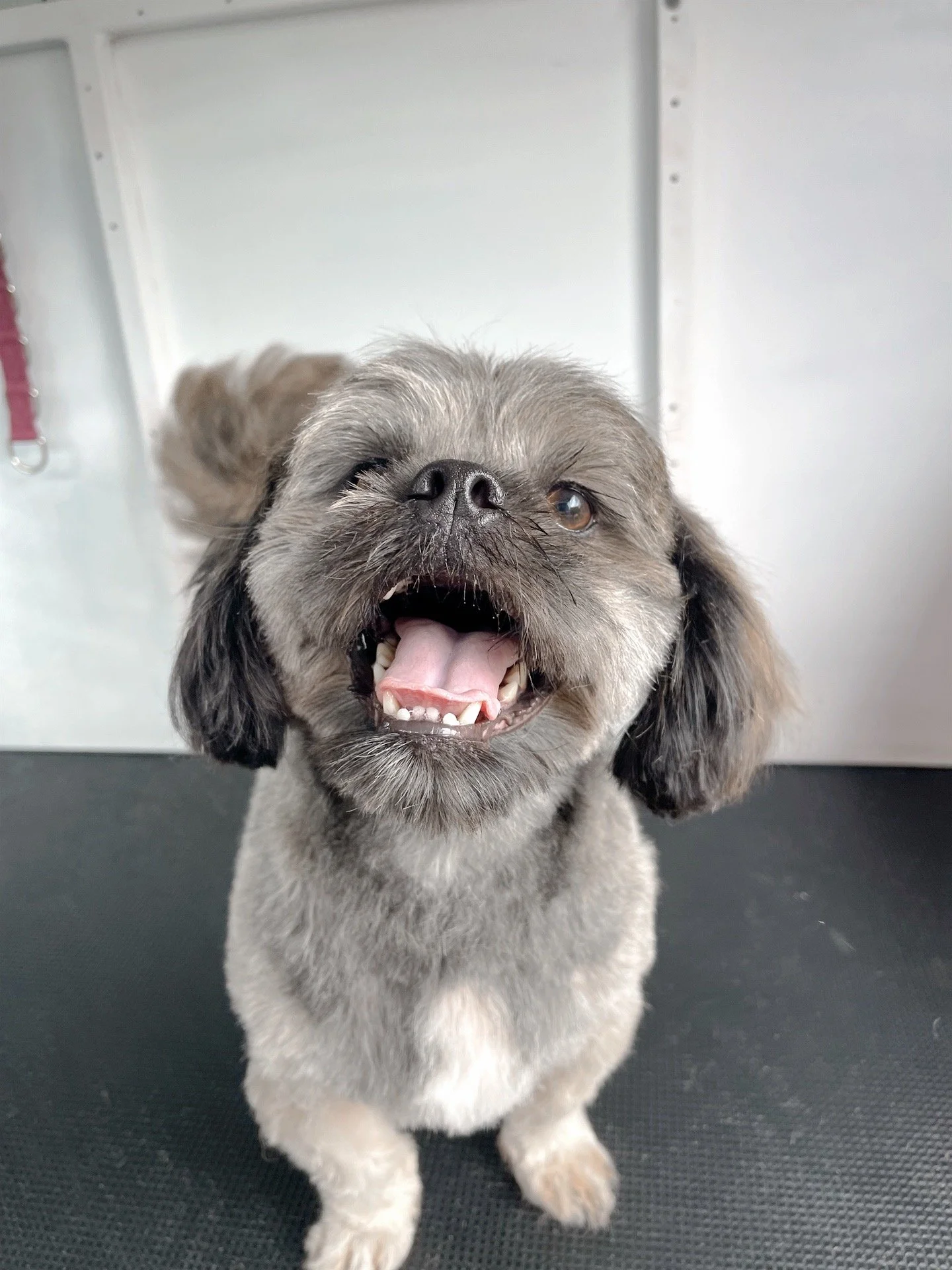 Tommy the Shih Tzu
