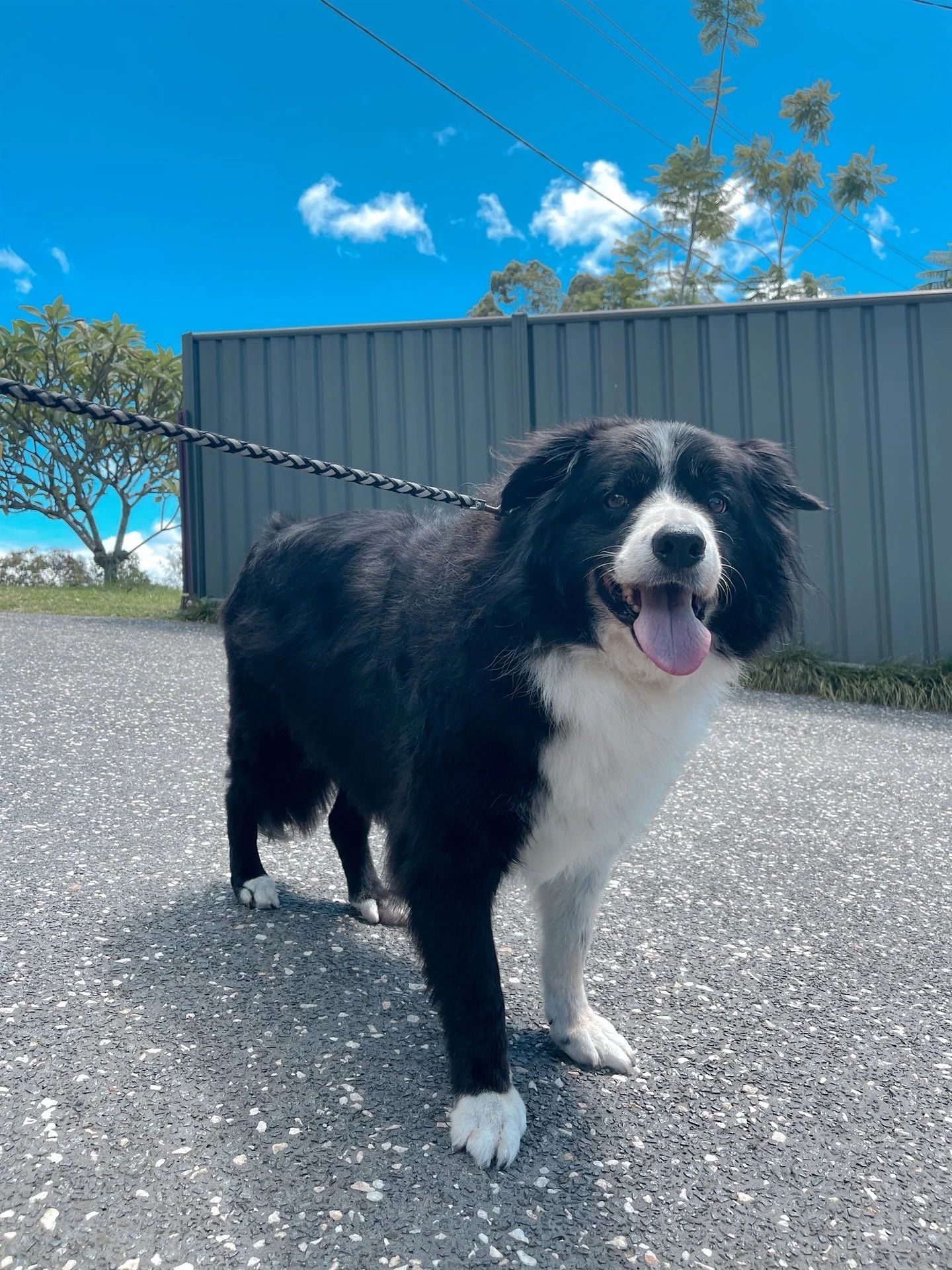 Jax the Border Collie