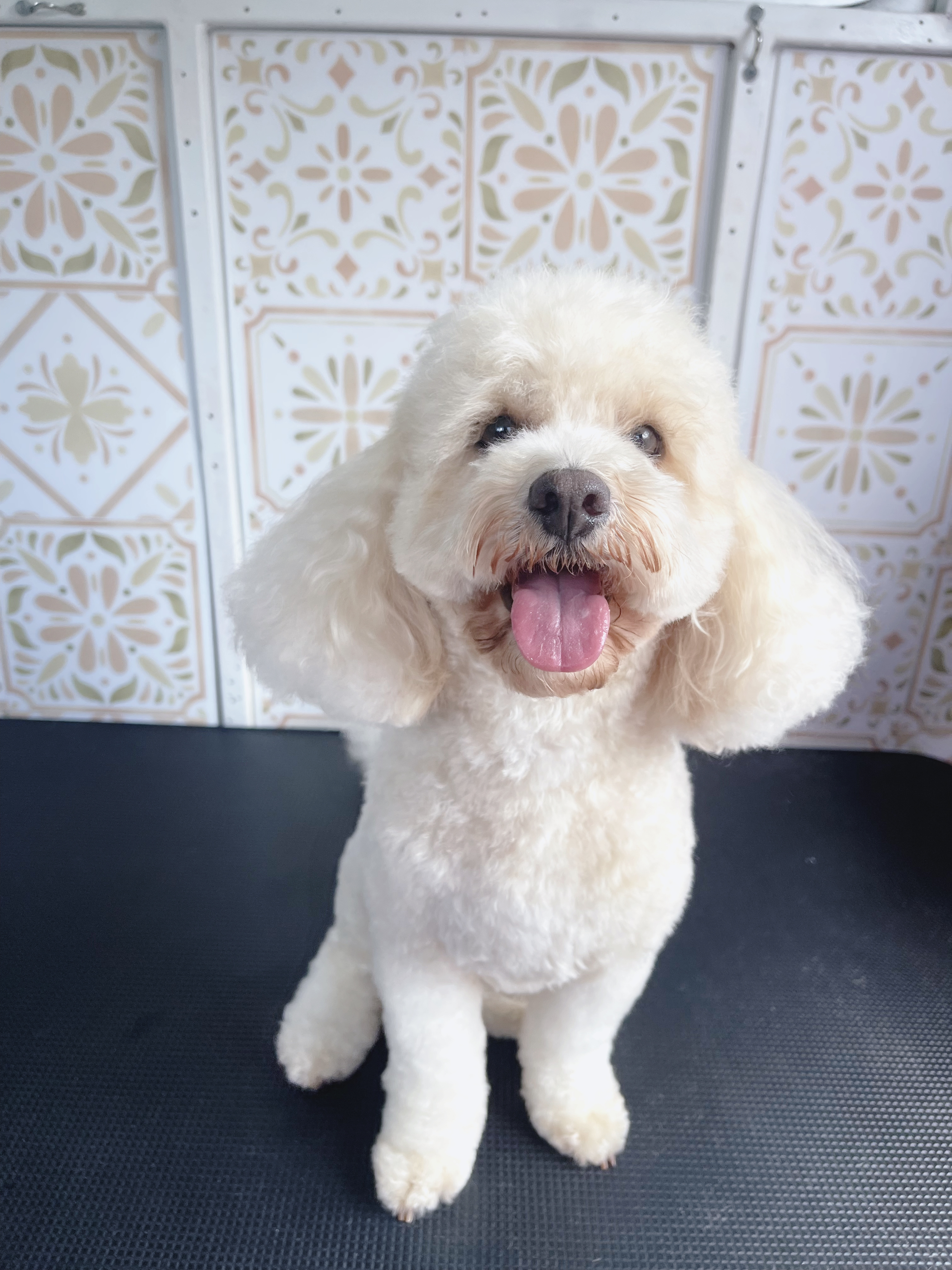 Coco the Cavoodle
