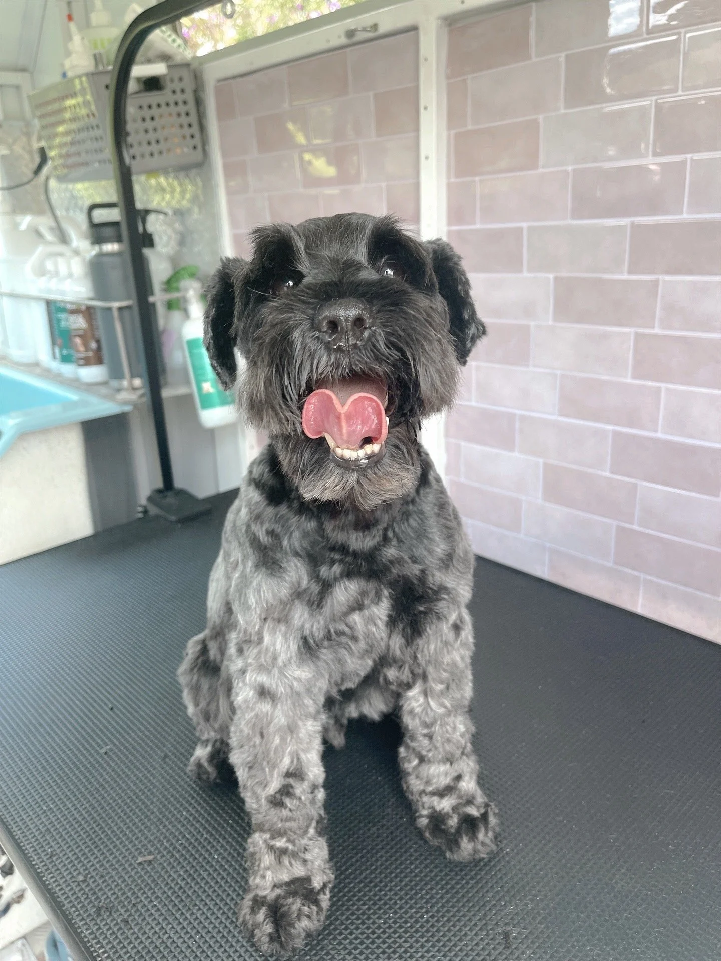 Beanie the Mini Schnauzer