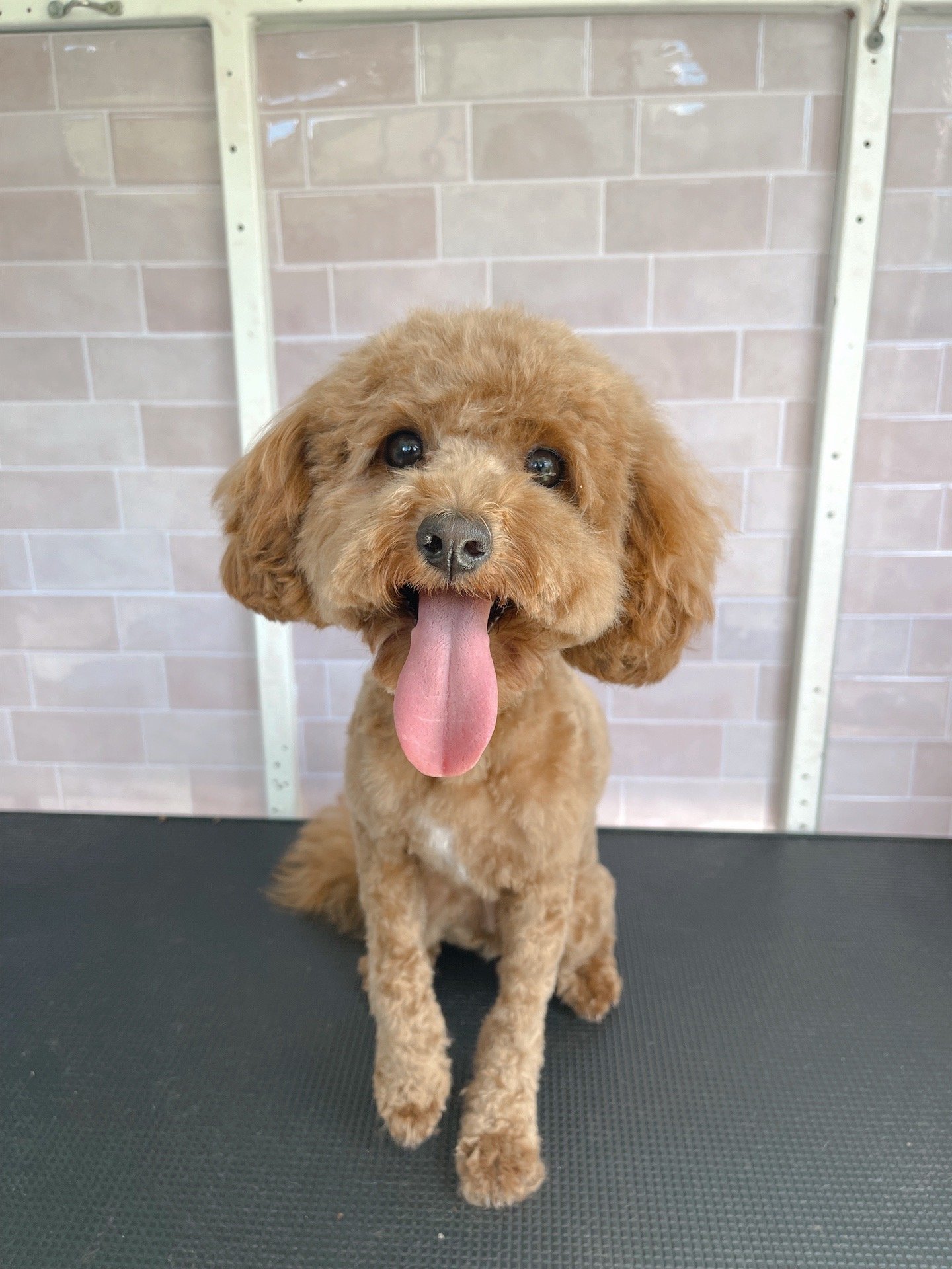 Shelby the Toy Cavoodle