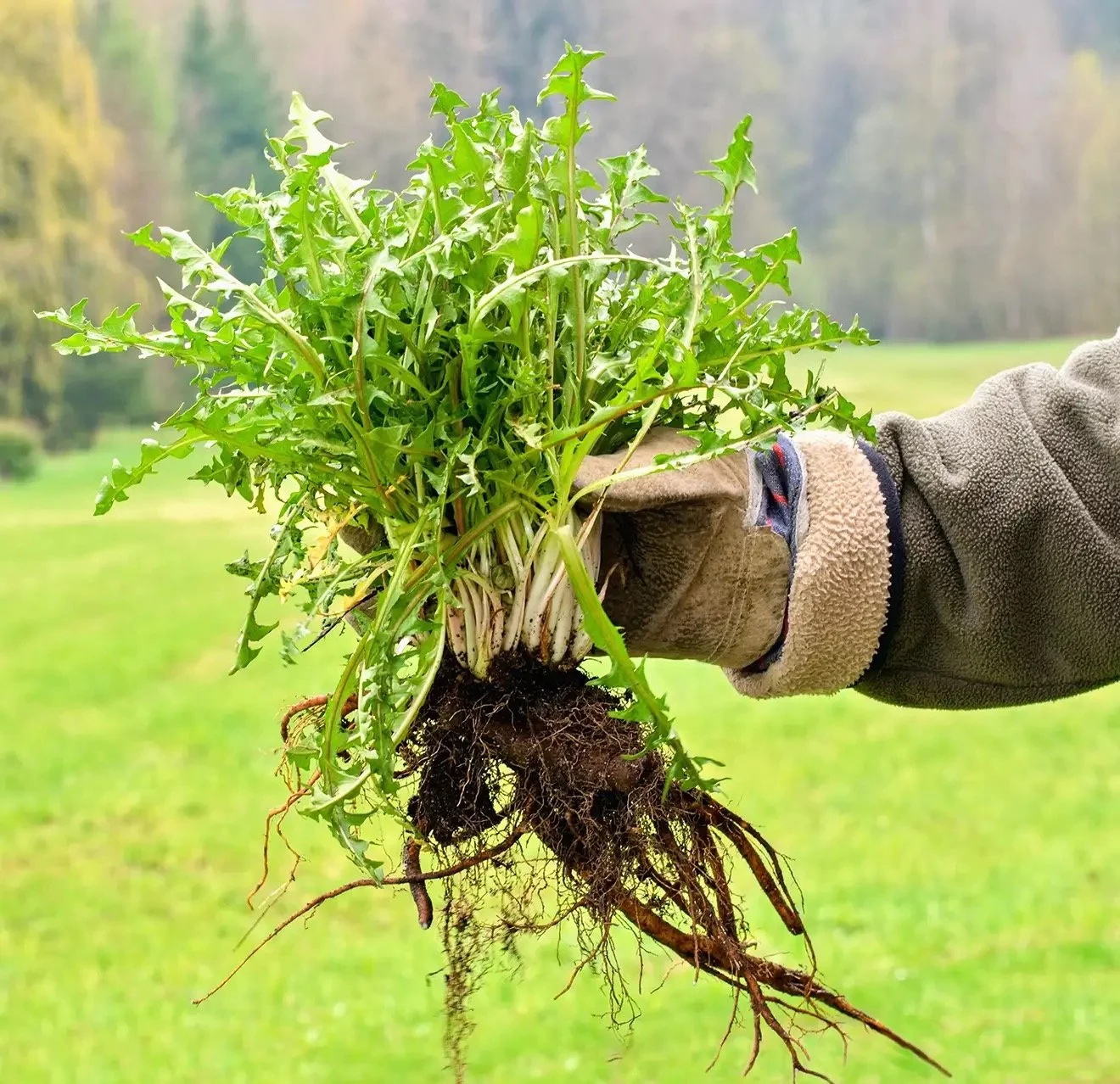 Person wearing gloves holding a bunch of green dandelion greens with roots attached, outdoor grassy field background.