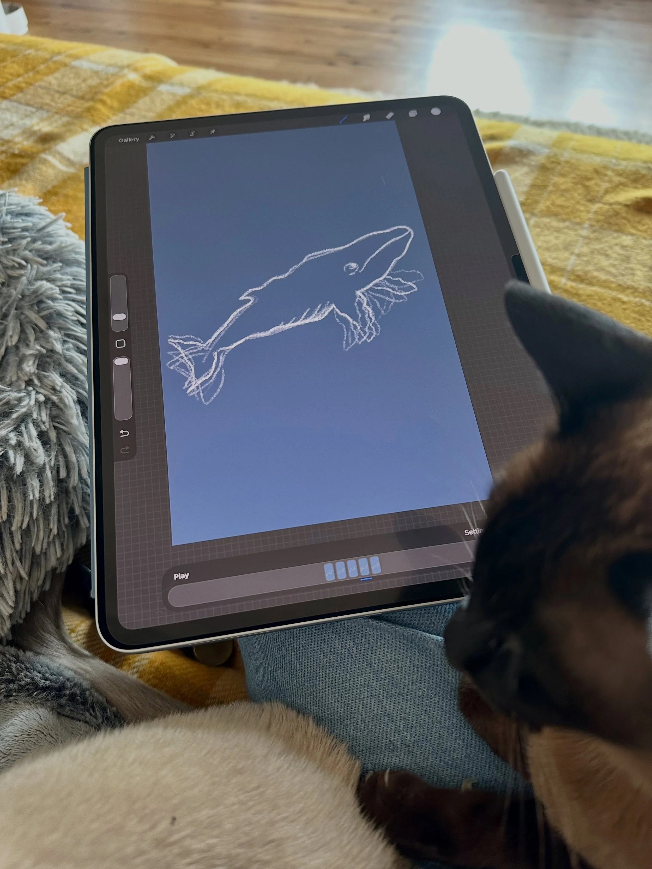 Playing with a sweet little humpback whale animation this morning.

It&rsquo;s winter in Australia, which means the humpbacks are making their annual migration up the east coast.

It&rsquo;s truly one of the best parts about winter in Australia and a