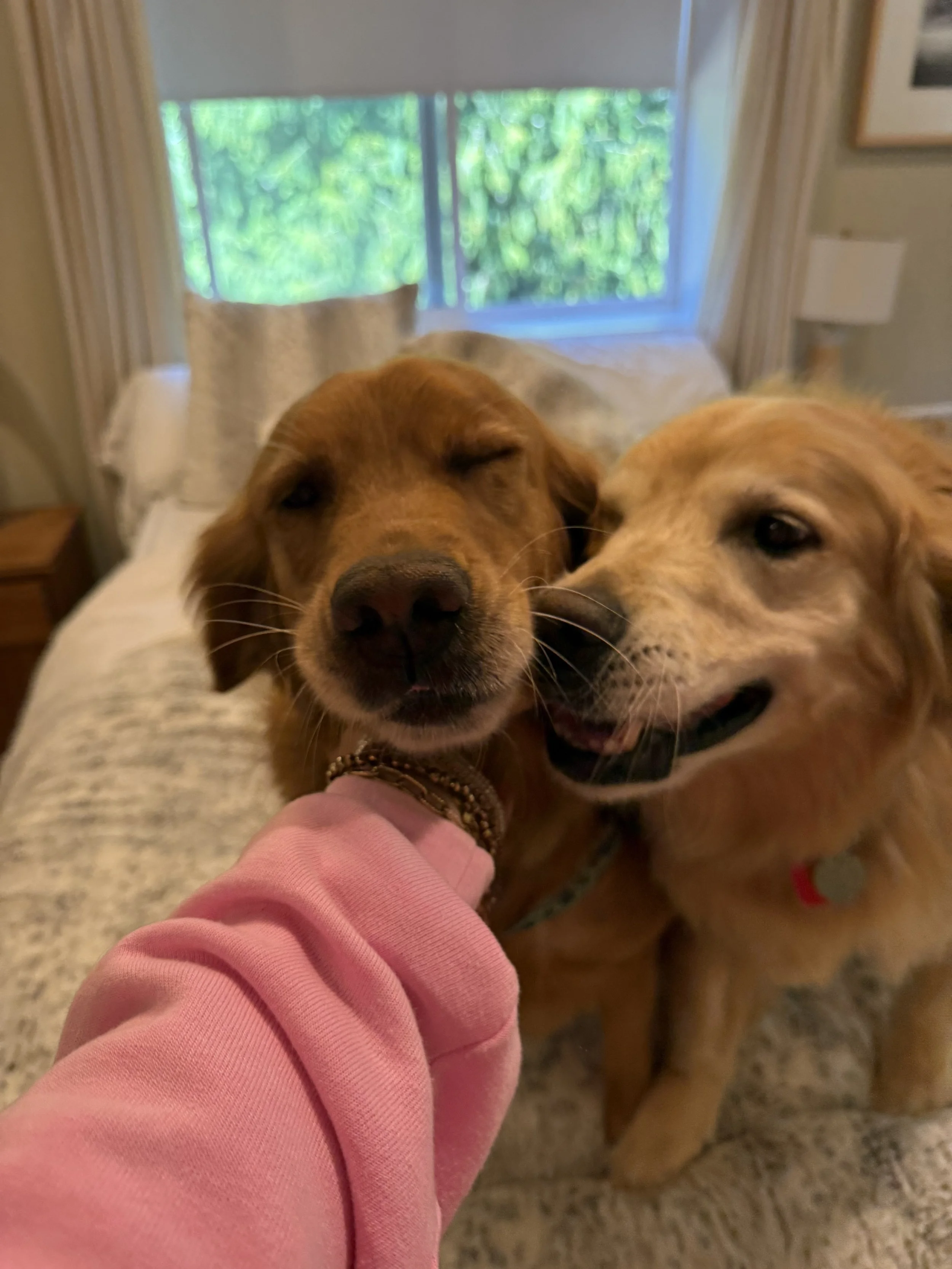 Two golden retrievers, one with eyes closed and the other with eyes open, close to each other, with a person's hand touching one dog's chin, in a living room with a bed and window in the background.