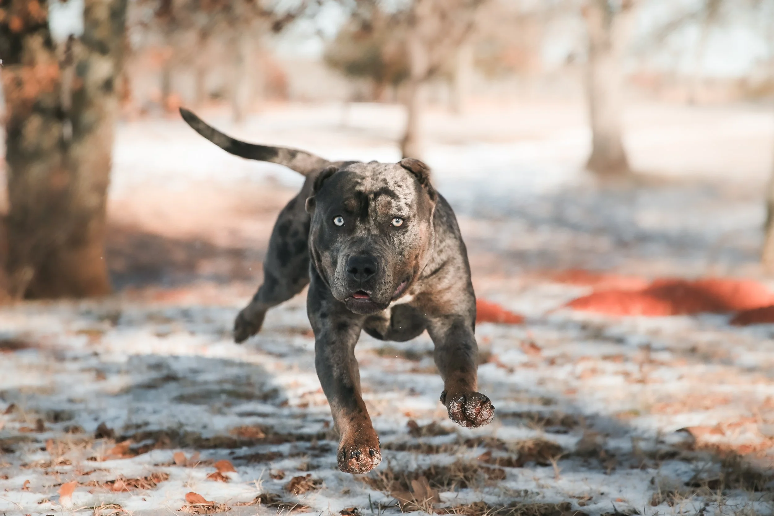 A playful, blue-eyed brindle dog running through a snowy park with trees in the background.