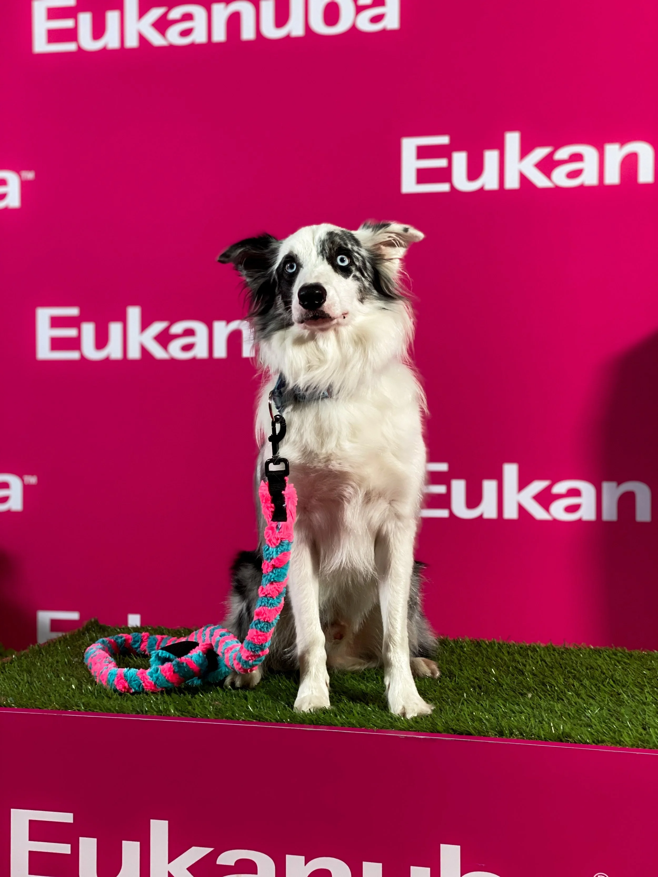 A black and white dog with blue eyes sitting on a green turf platform in front of a bright pink background with the word 'Eukanuba' repeated.