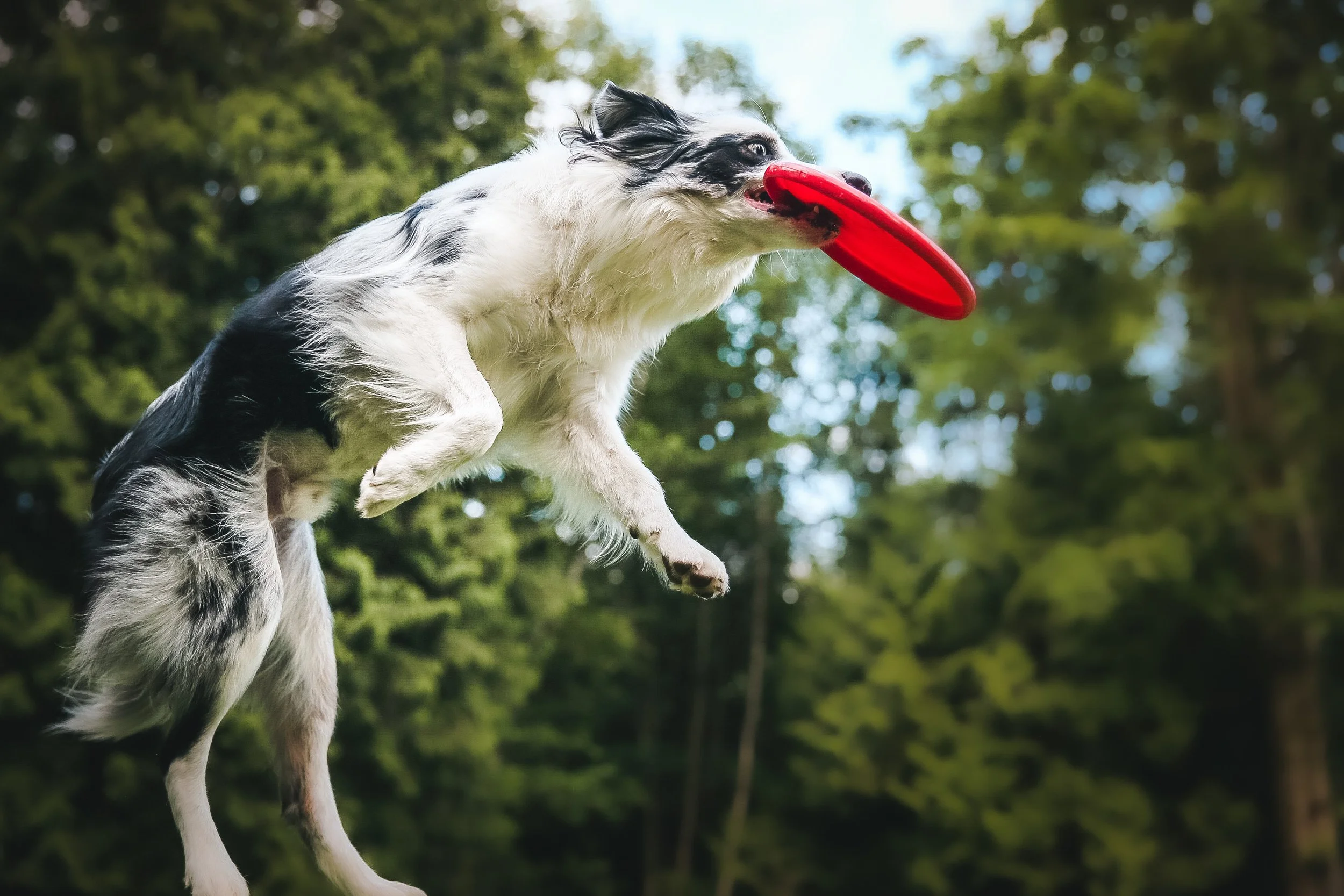 A dog catching a red frisbee in mid-air outdoors with trees and blue sky in the background.