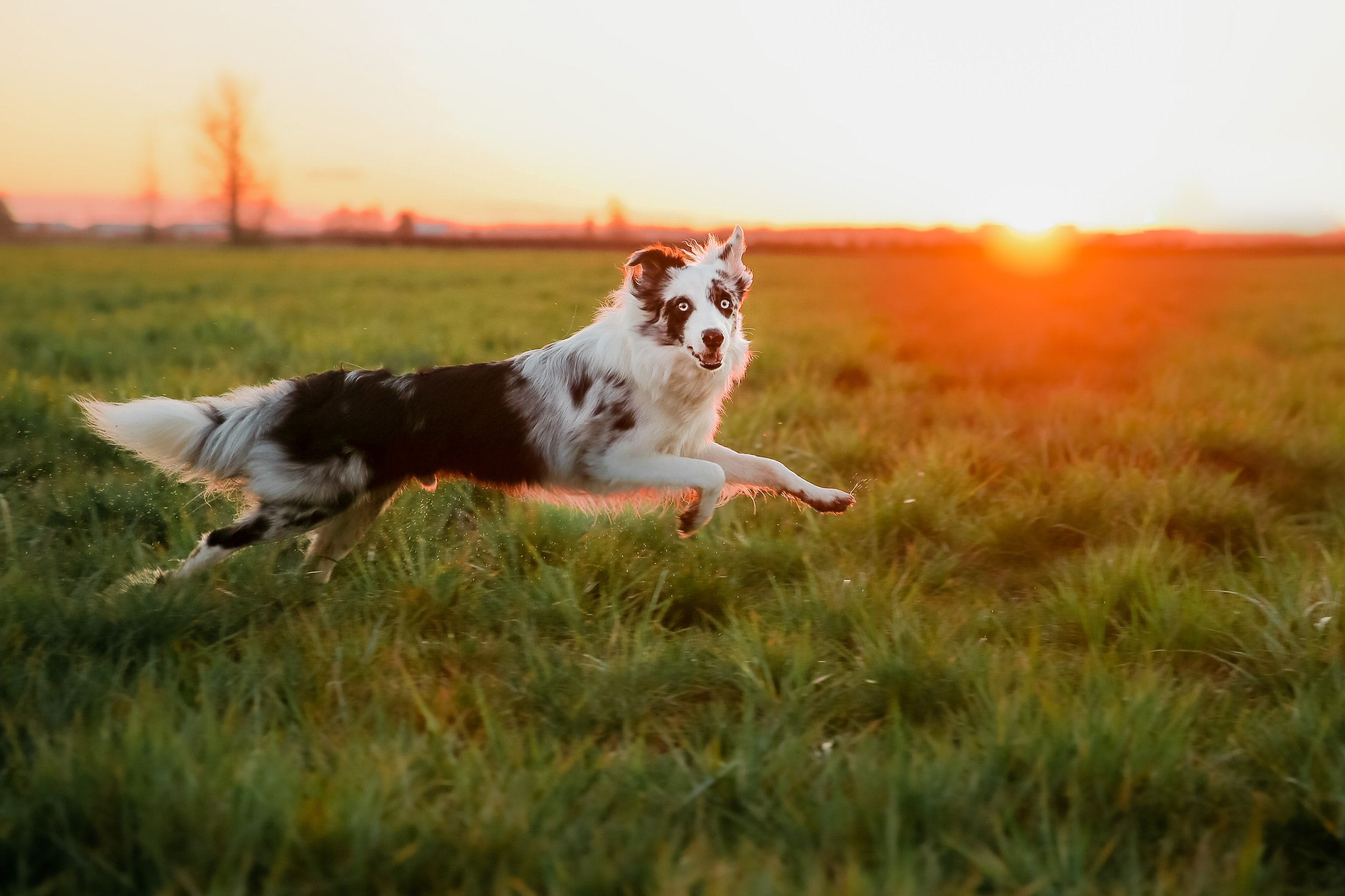 A black and white Australian Shepherd dog running through a grassy field at sunset.