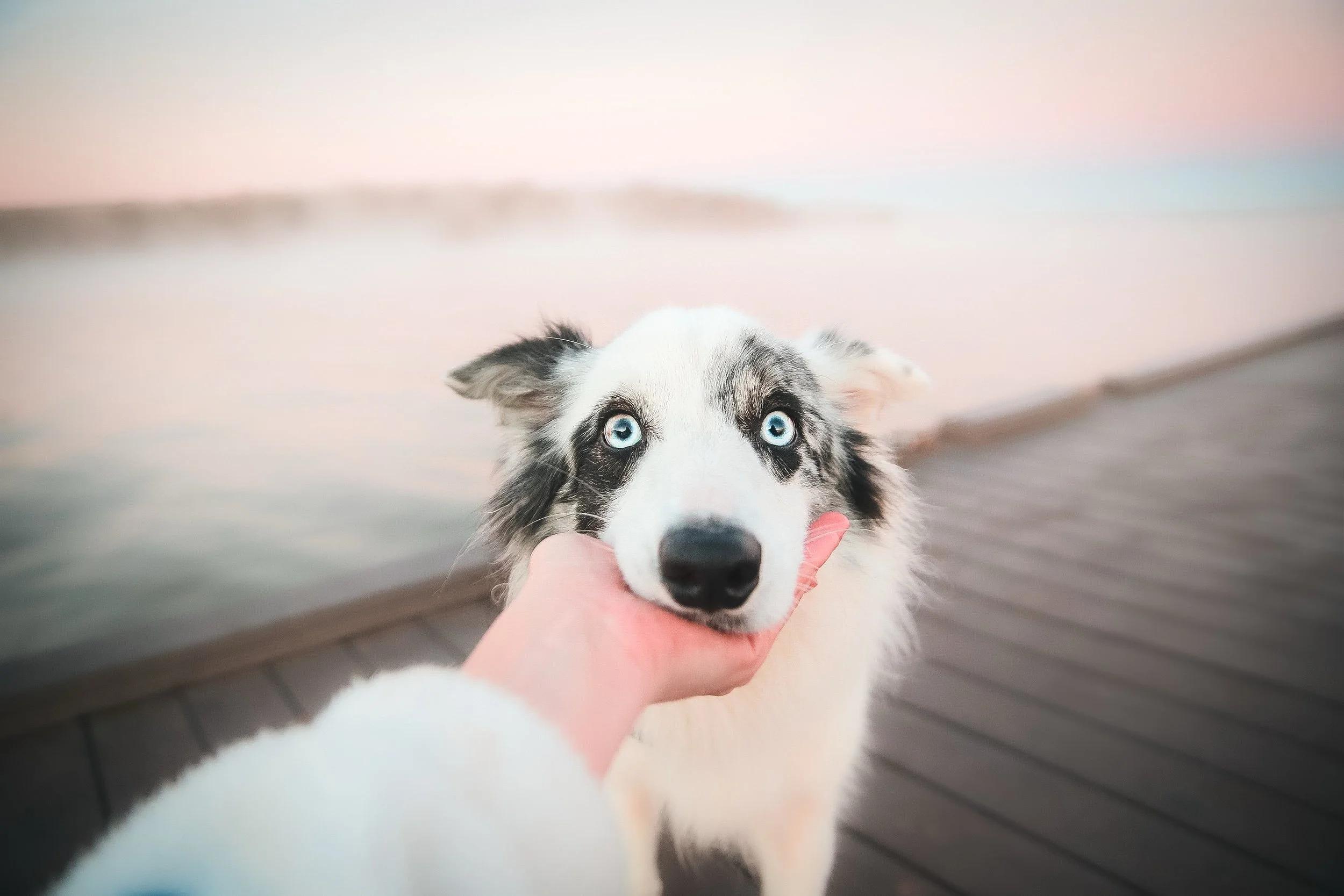 Close-up of a blue-eyed dog with a white and black coat, standing on a wooden dock by the water at sunset, with a person's hand gently holding its chin.