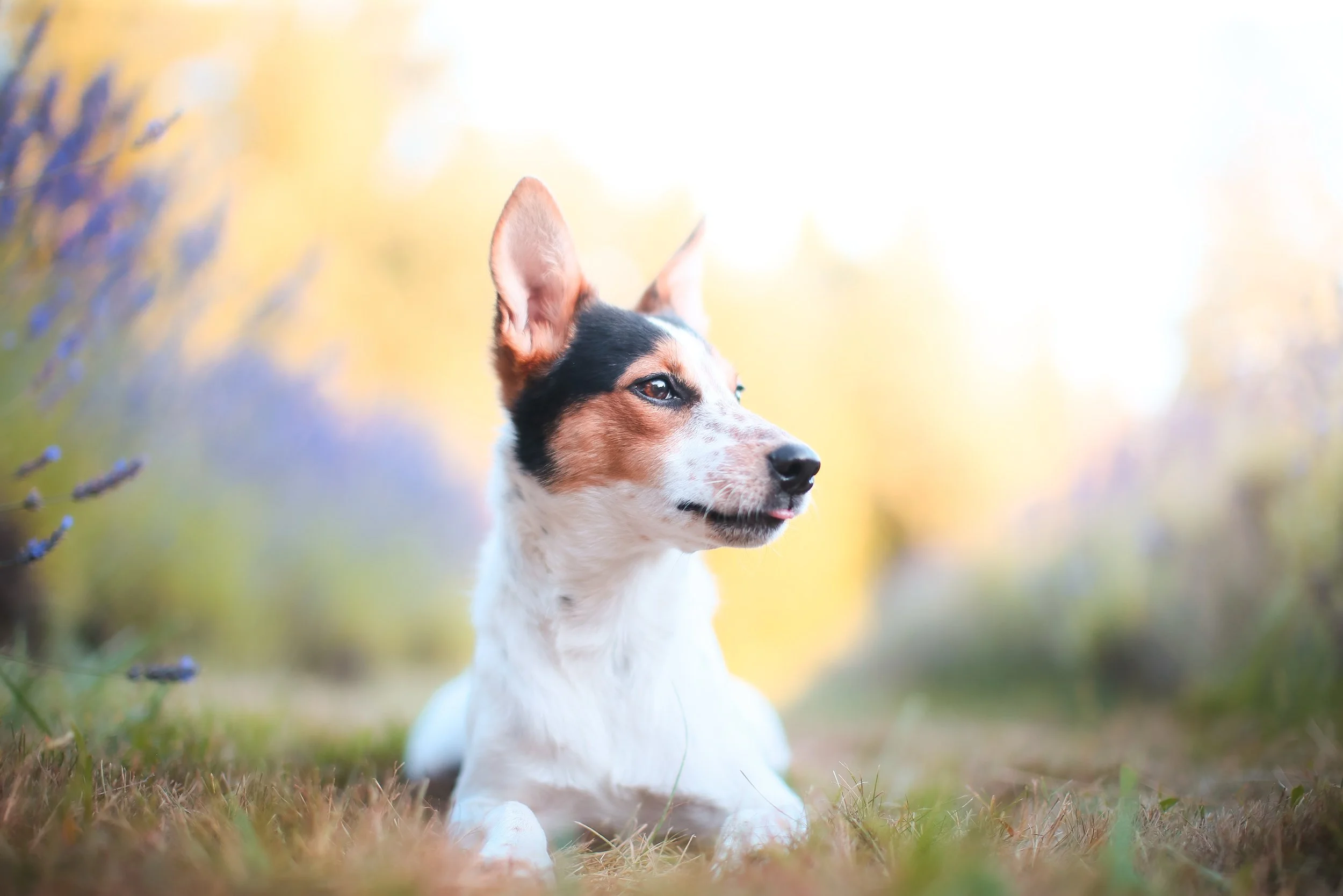 A dog lying on grass amidst a colorful autumn background with purple and yellow foliage.