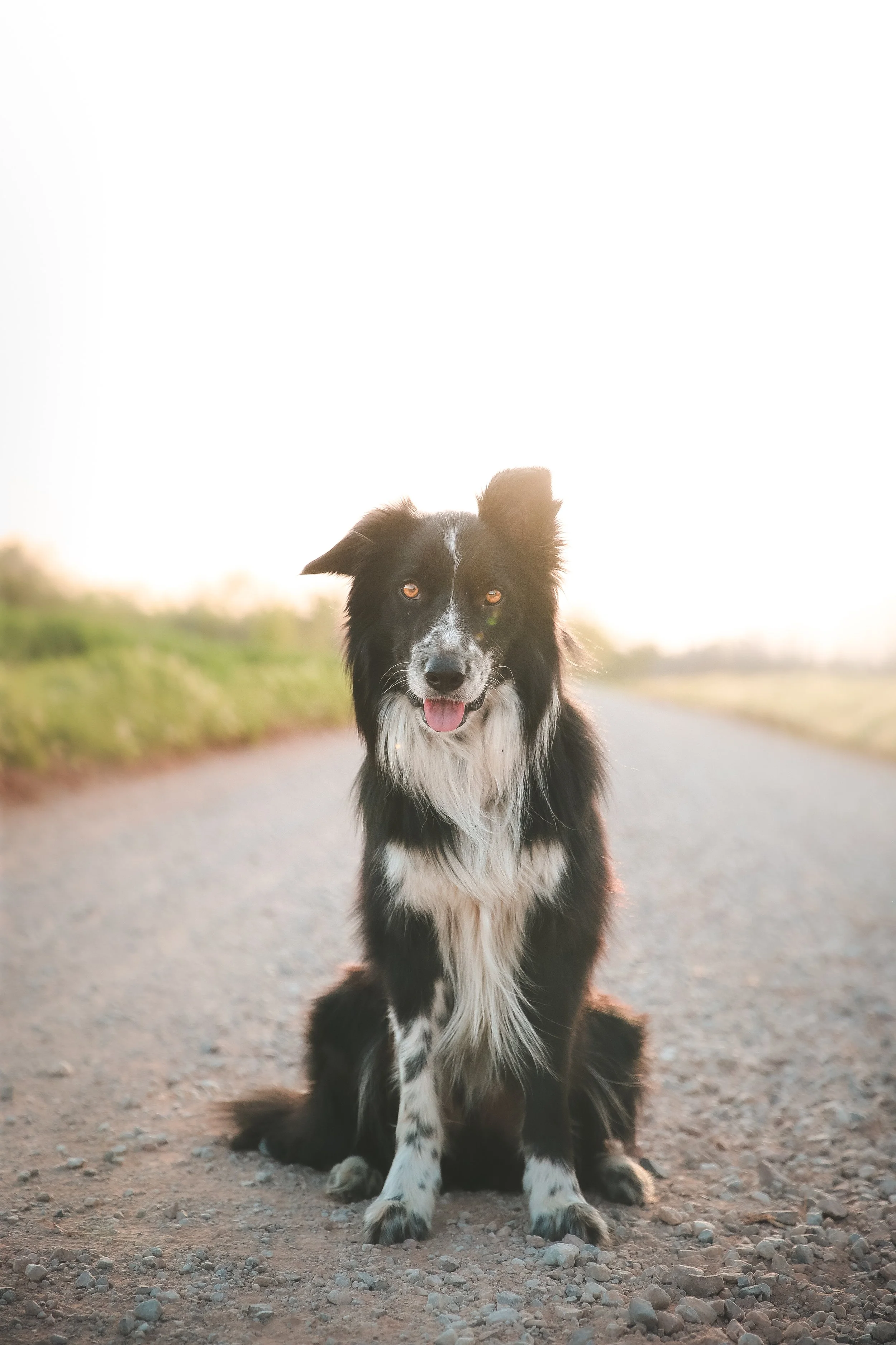 A black and white Border Collie dog sitting on a gravel road at sunset, smiling with tongue out.