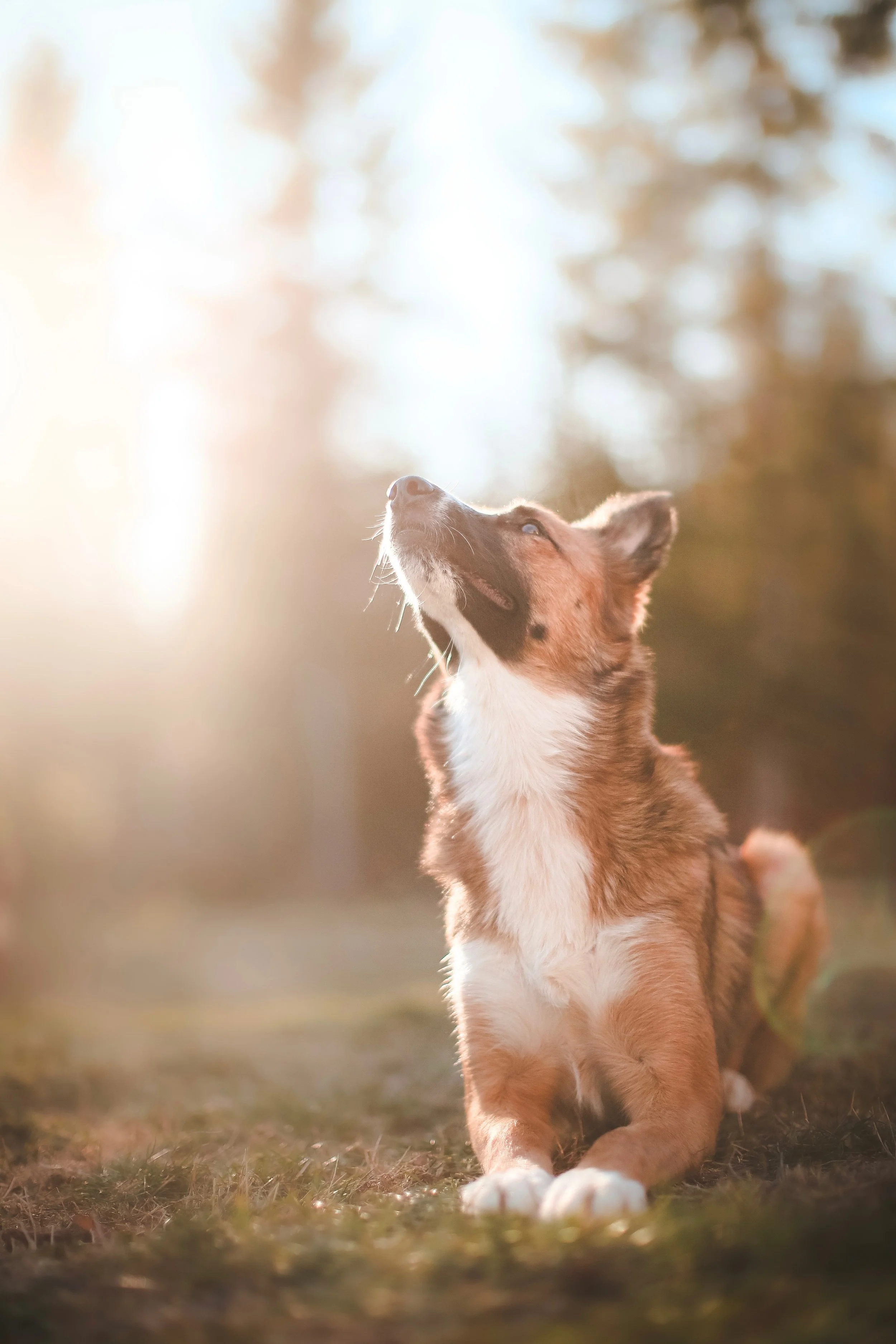 A young dog lying on the ground outdoors at sunset, looking upwards with a hopeful expression.